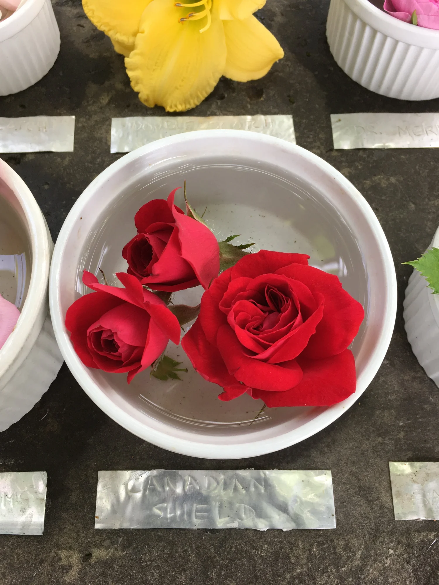 Canadian Shield Rose