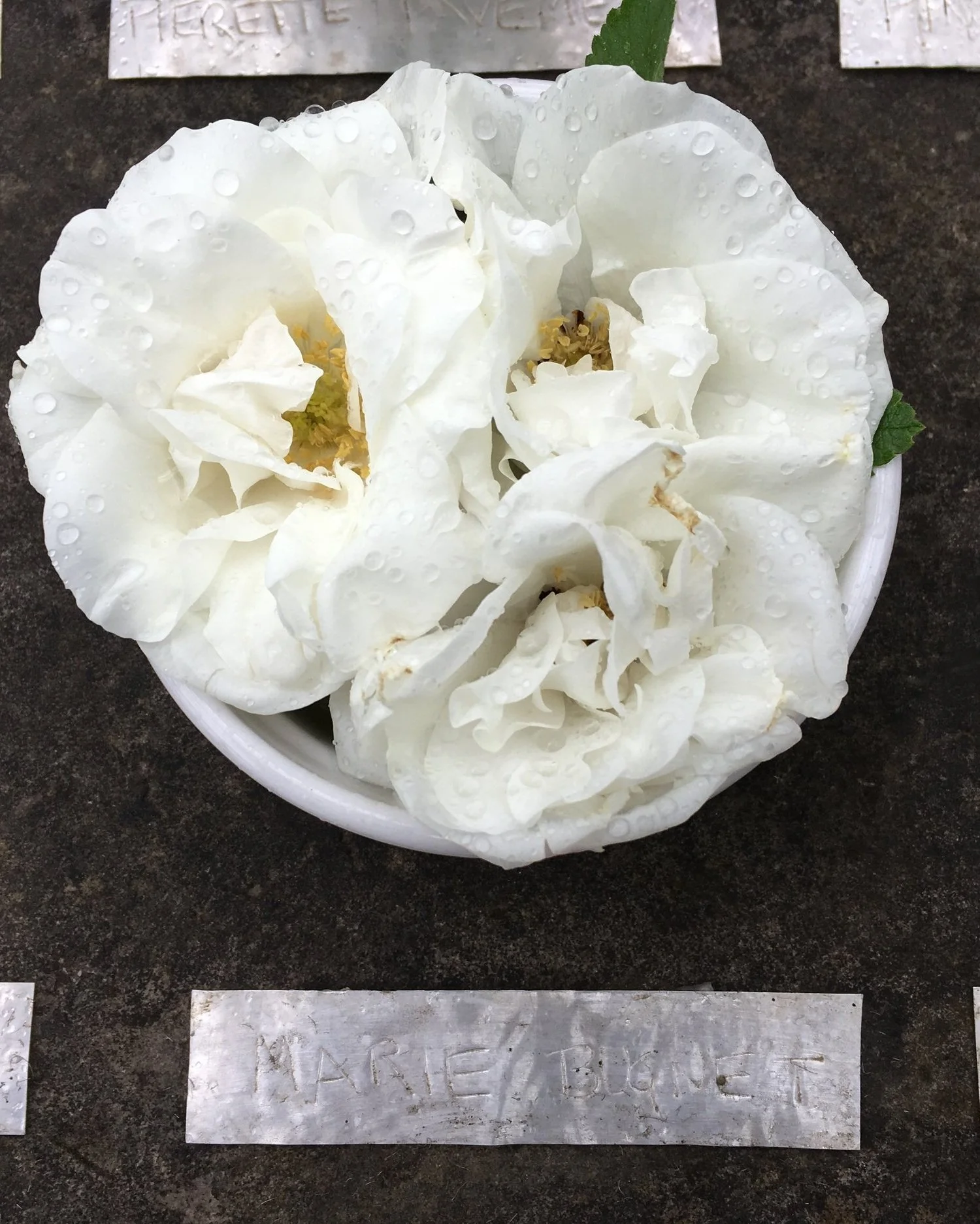 Marie Bugnet Rose  Corn Hill Nursery