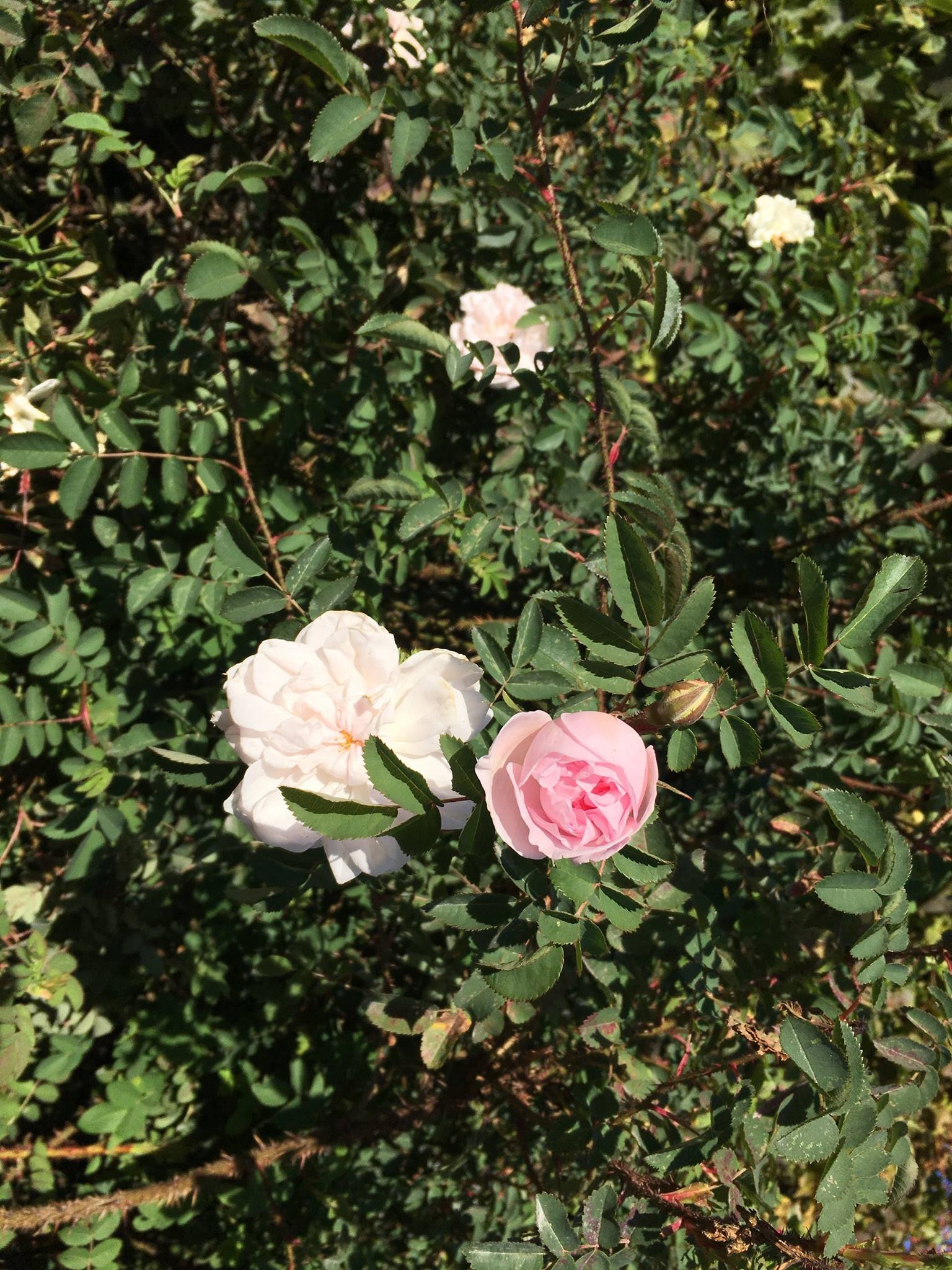 Stanwell Perpetual Rose — Corn Hill Nursery