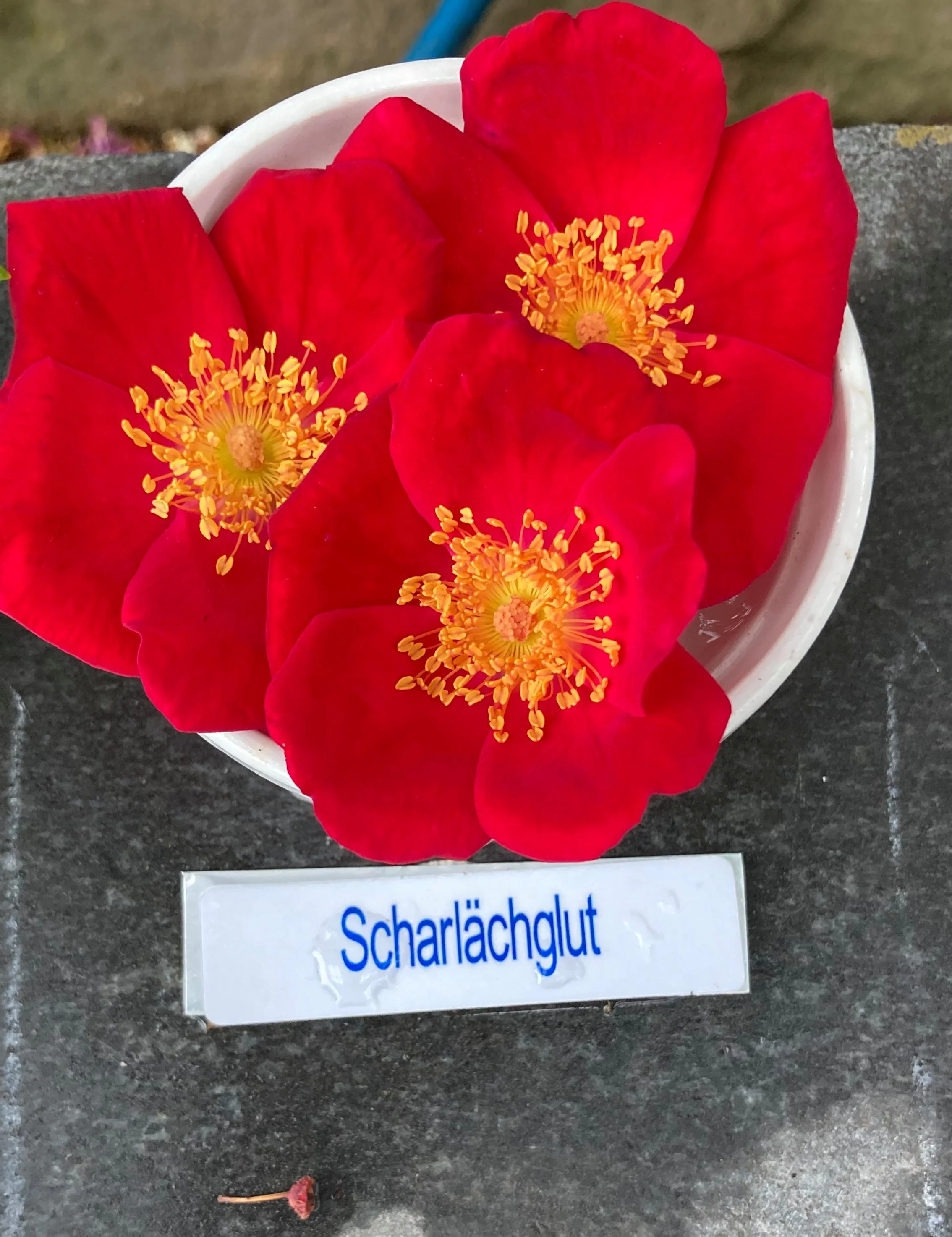 scharlachglut.jpg