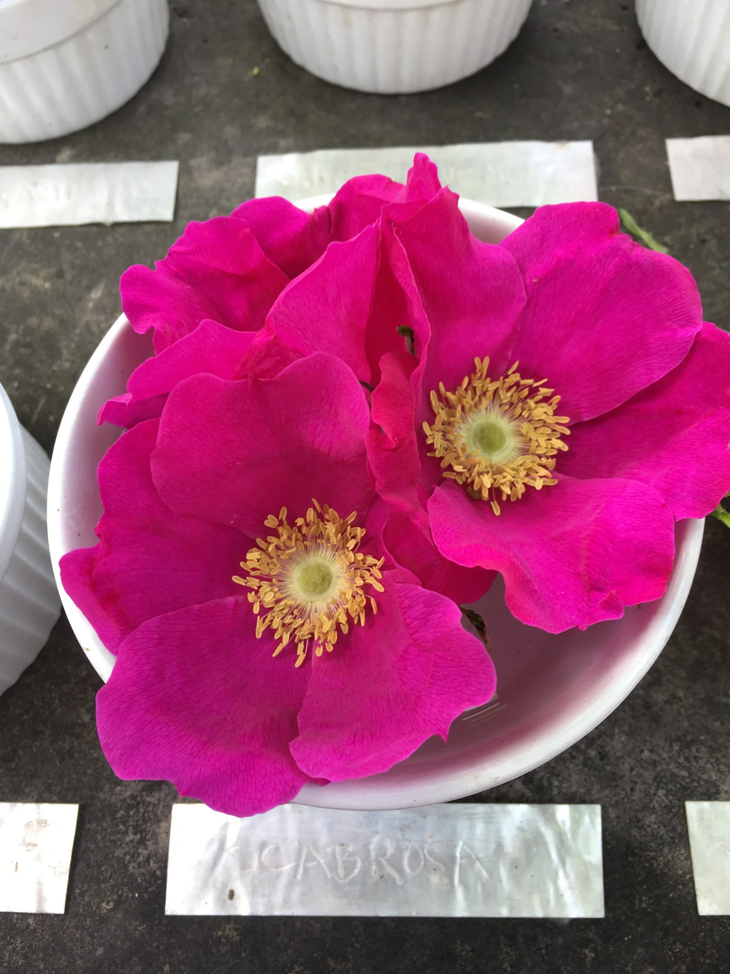 Scabrosa Rose — Corn Hill Nursery