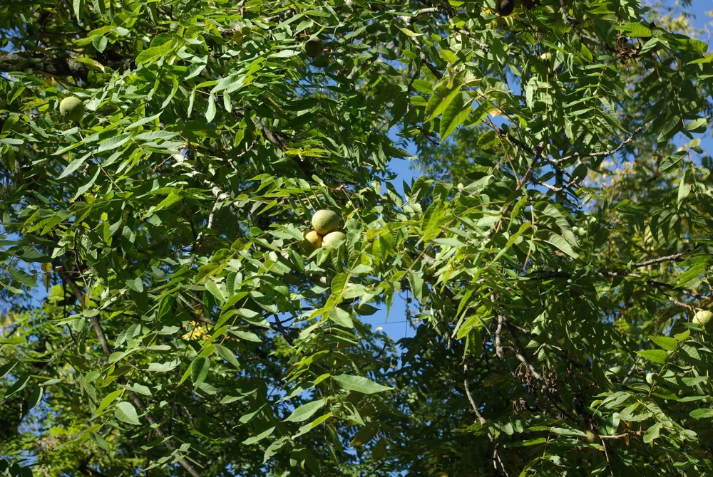 Carpathian Walnut — Corn Hill Nursery