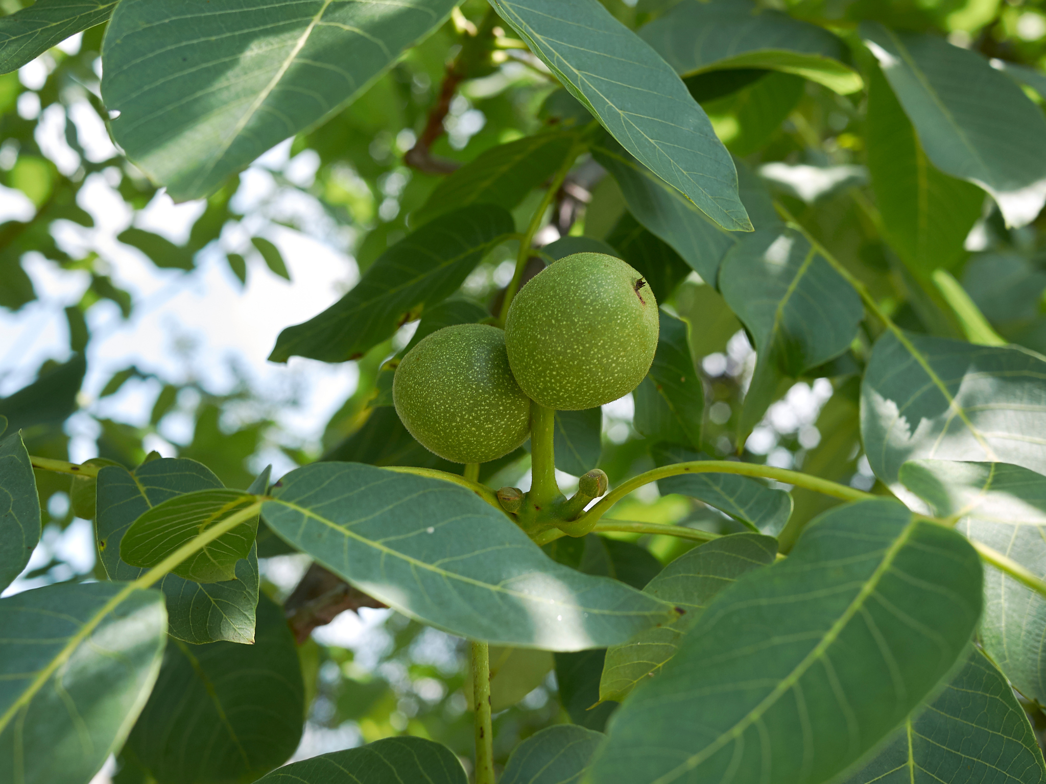 Carpathian Walnut — Corn Hill Nursery