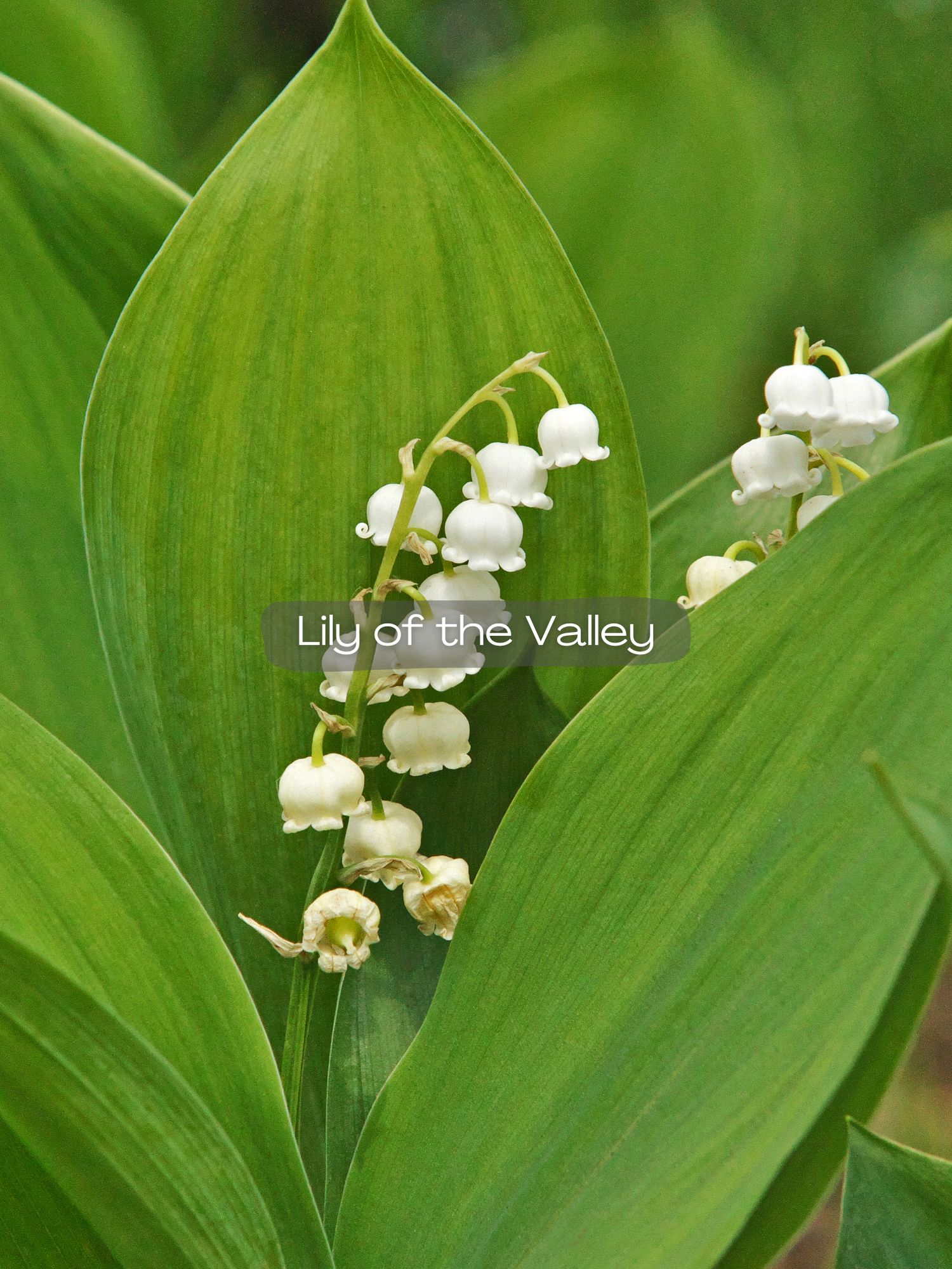 Convallaria — Corn Hill Nursery