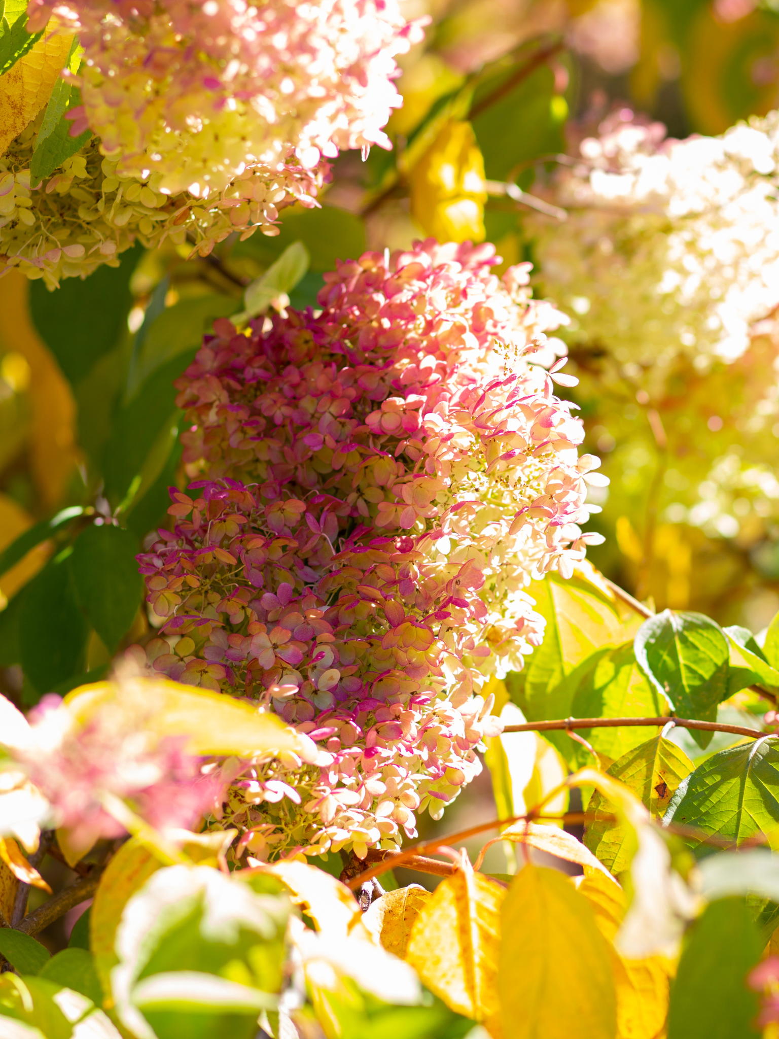 Limelight® Hydrangea — Corn Hill Nursery