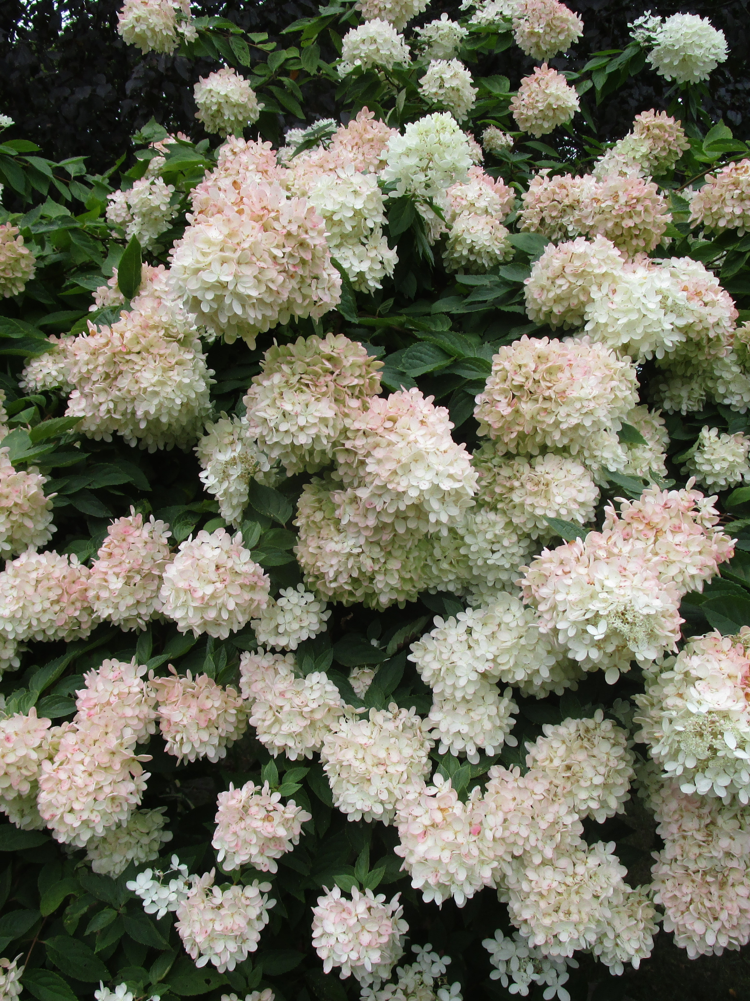 PeeGee Hydrangea — Corn Hill Nursery