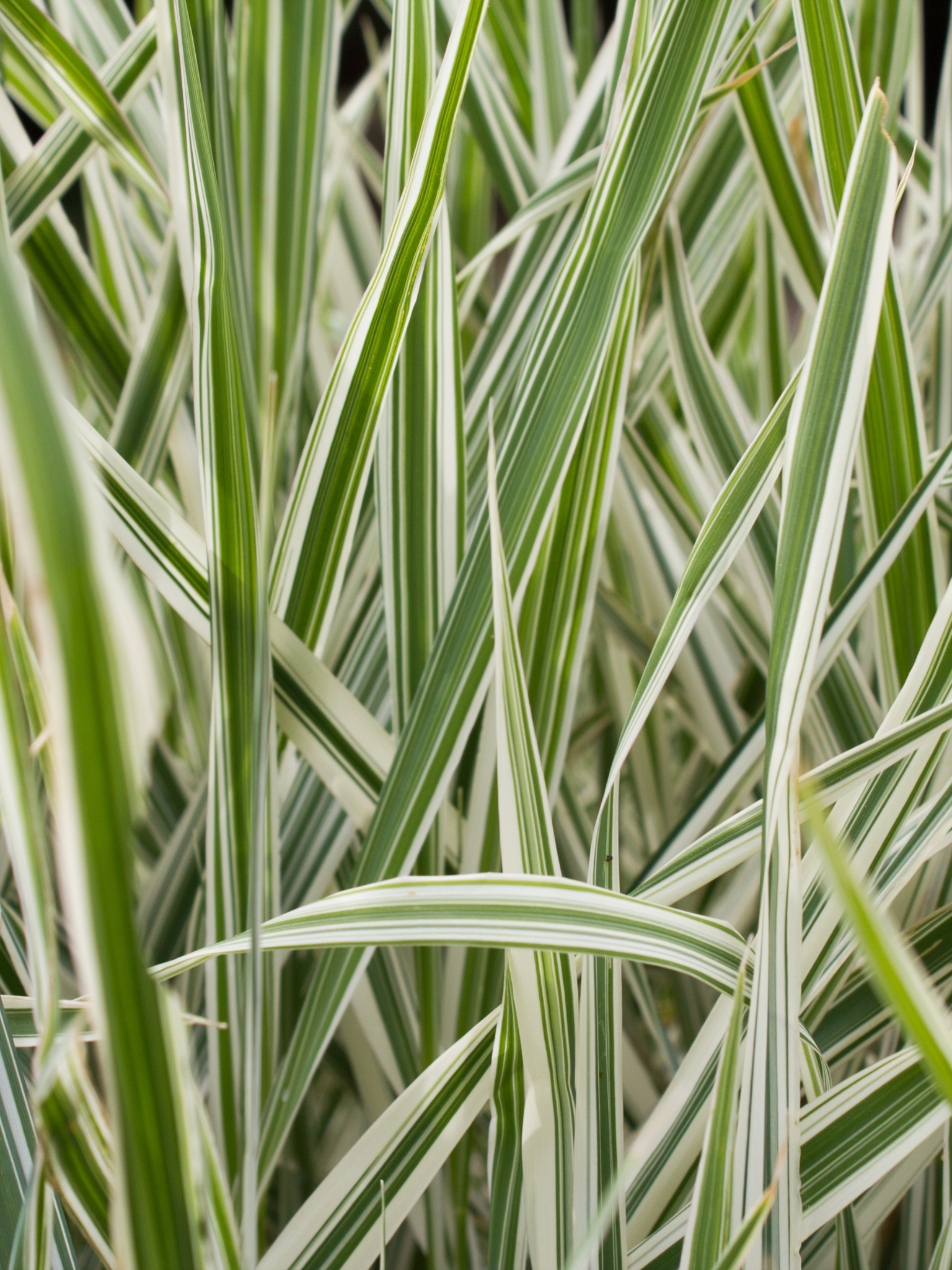 Ribbon Grass — Corn Hill Nursery