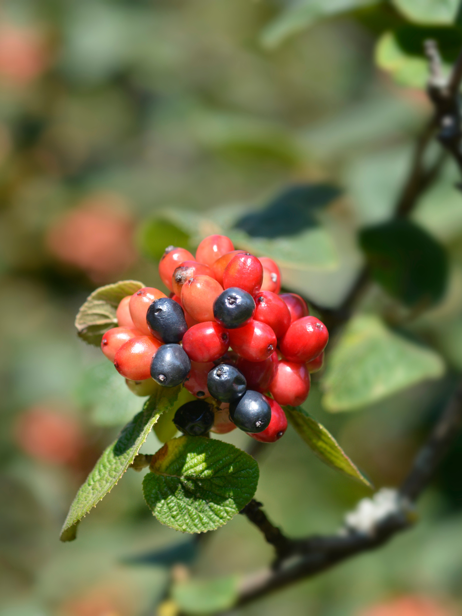 Mohican Wayfaring Tree — Corn Hill Nursery