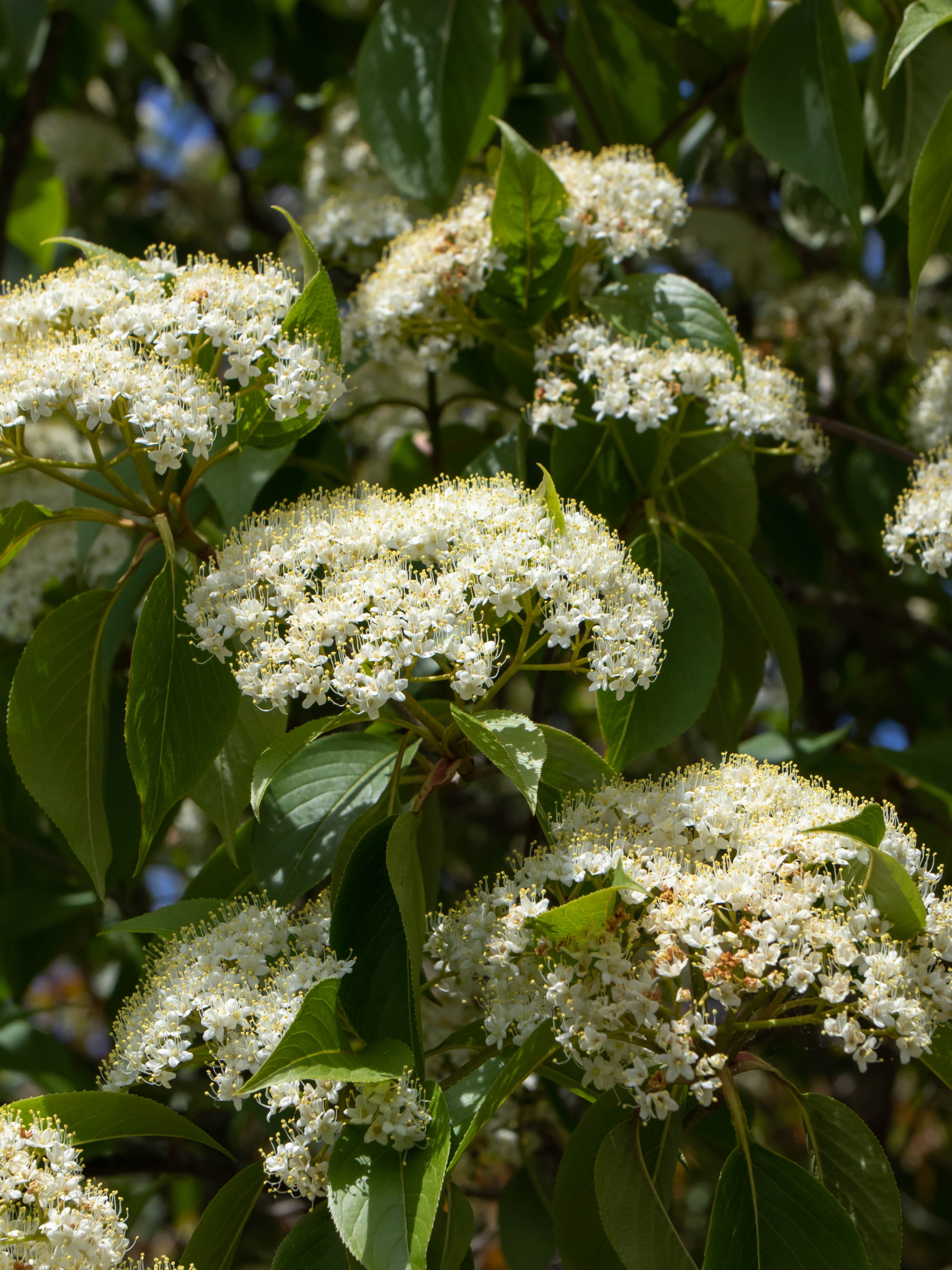 Mohican Wayfaring Tree — Corn Hill Nursery