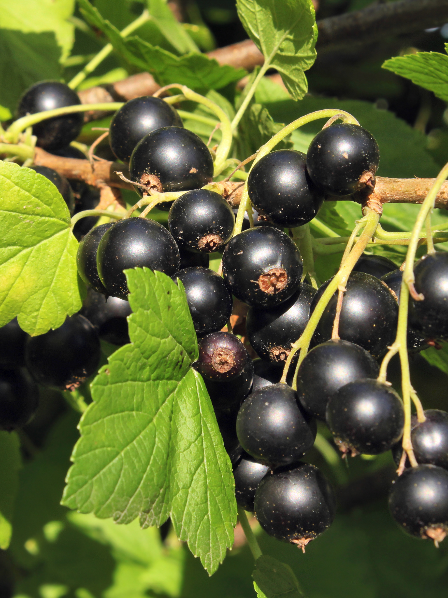 Black Currant — Corn Hill Nursery