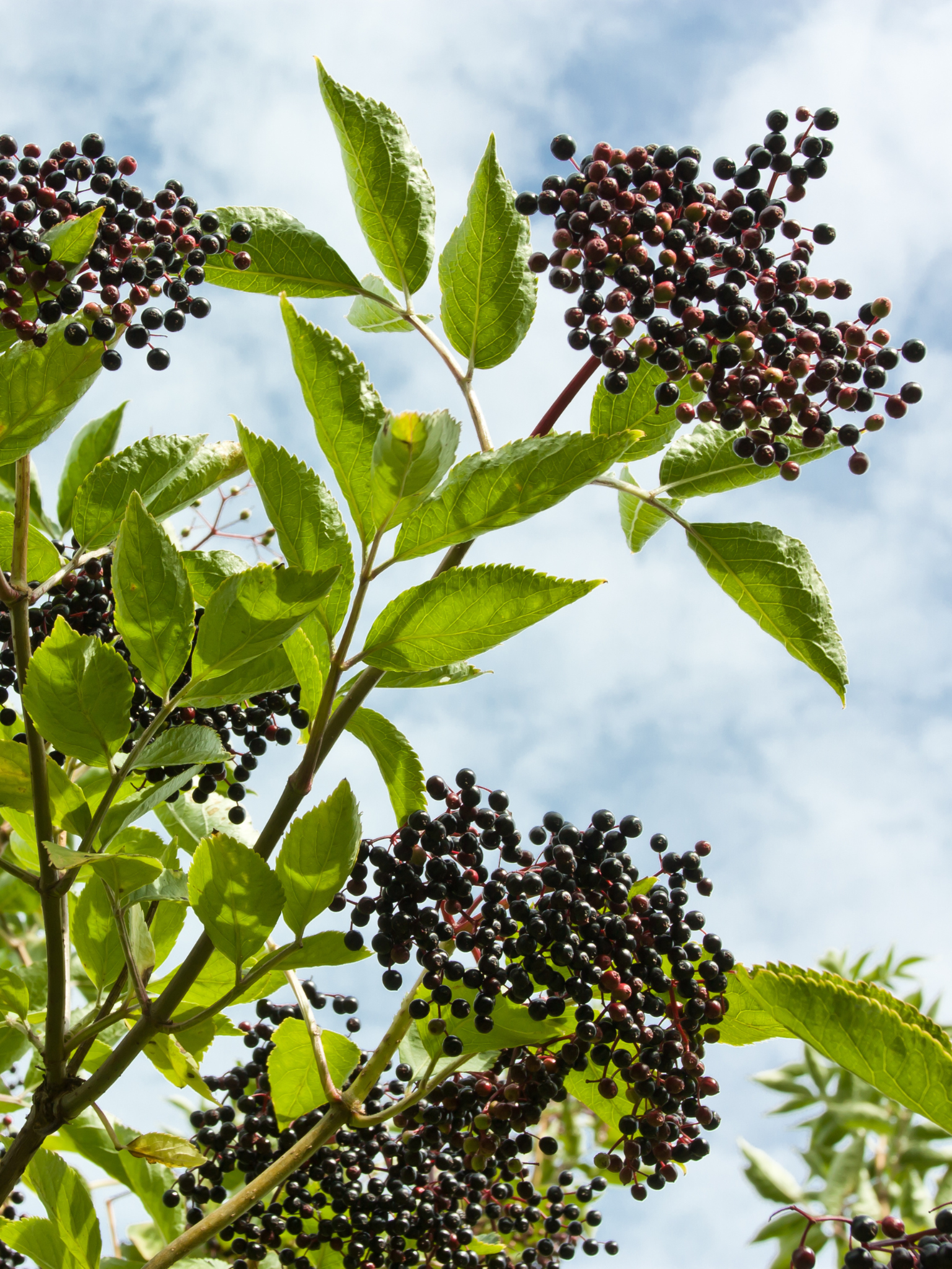 Elderberry 🍁