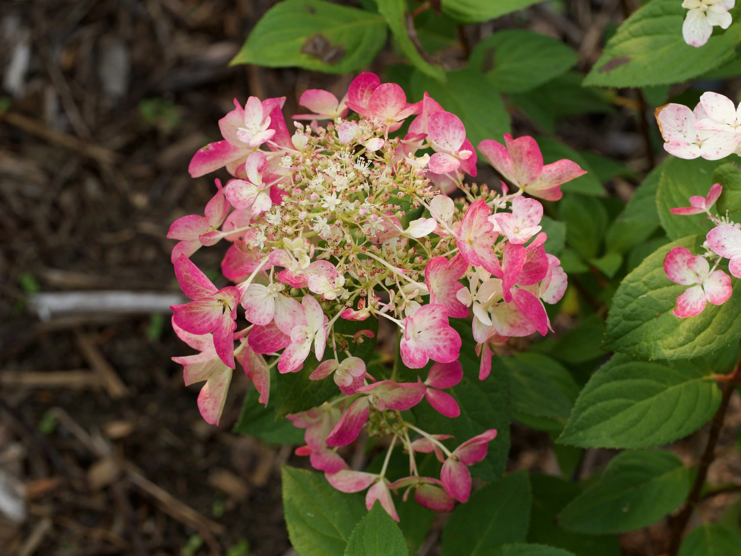 Pink Diamond Hydrangea