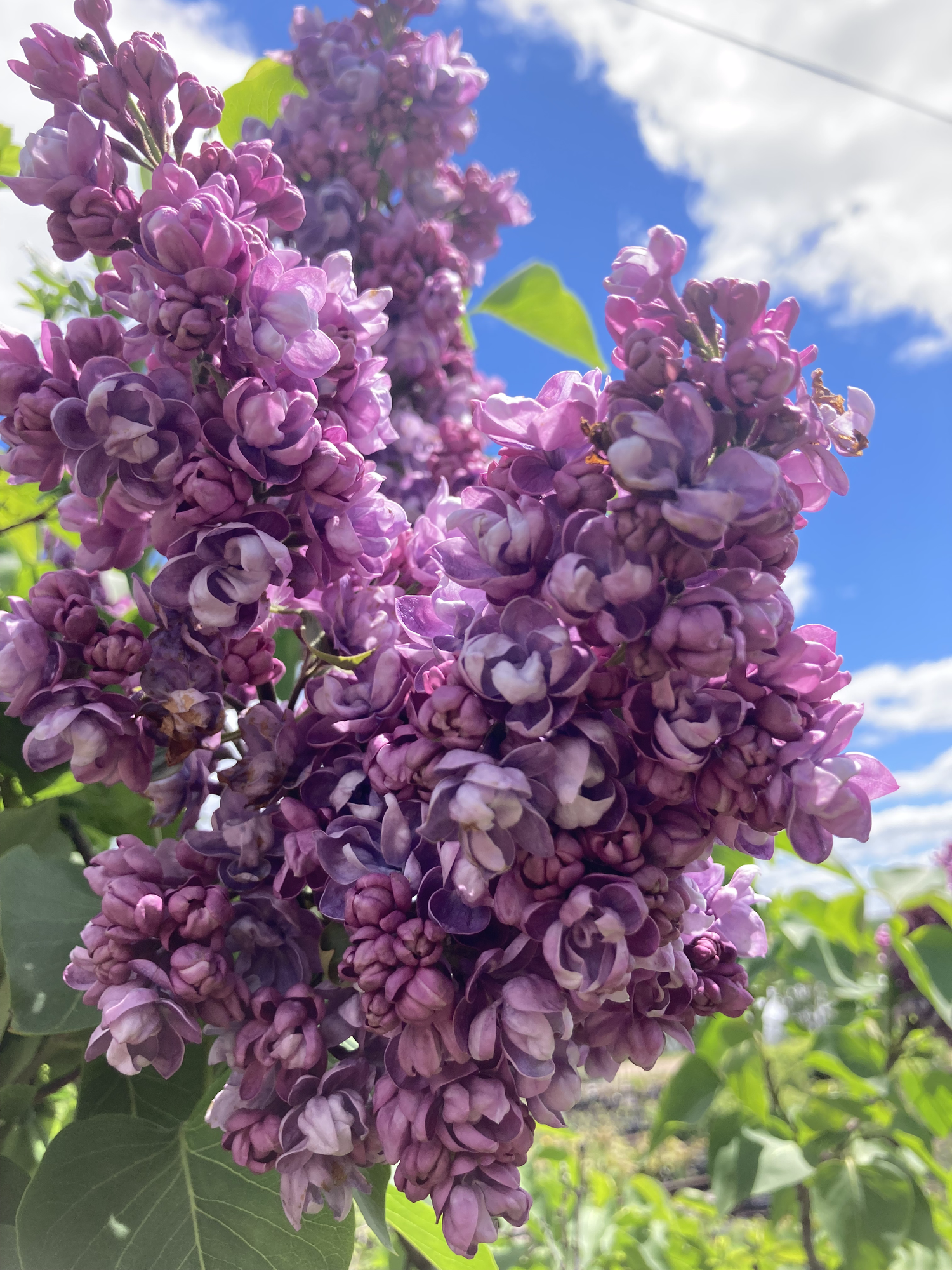 Belle de Nancy Lilac — Corn Hill Nursery