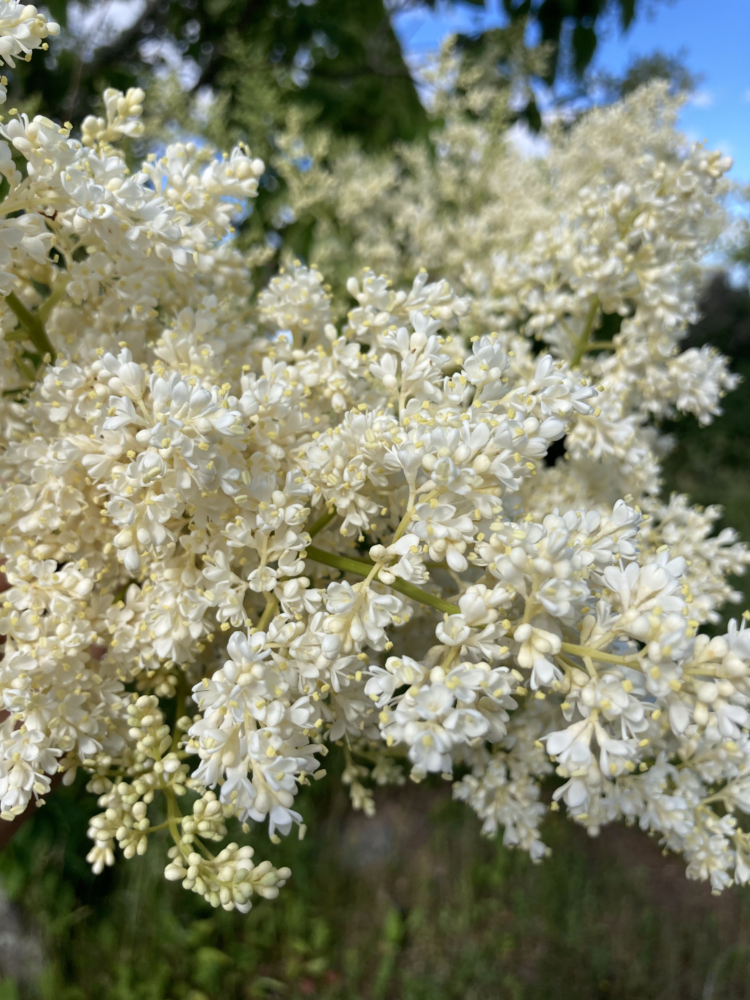 Ivory Silk Tree Lilac — Corn Hill Nursery