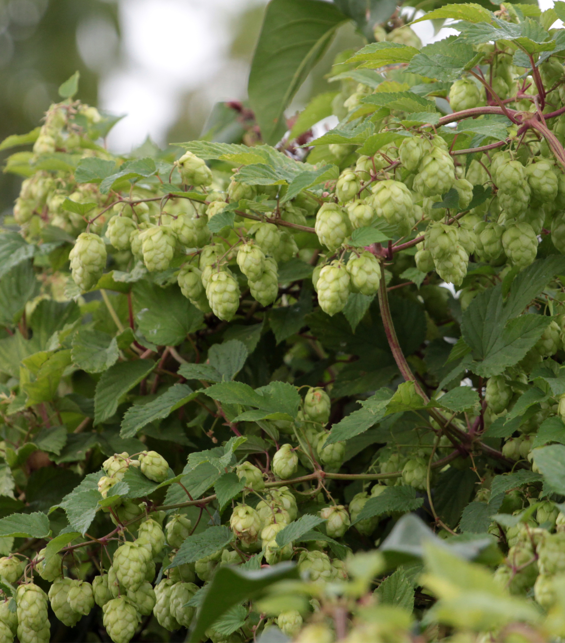 Golden Hops Vine — Corn Hill Nursery