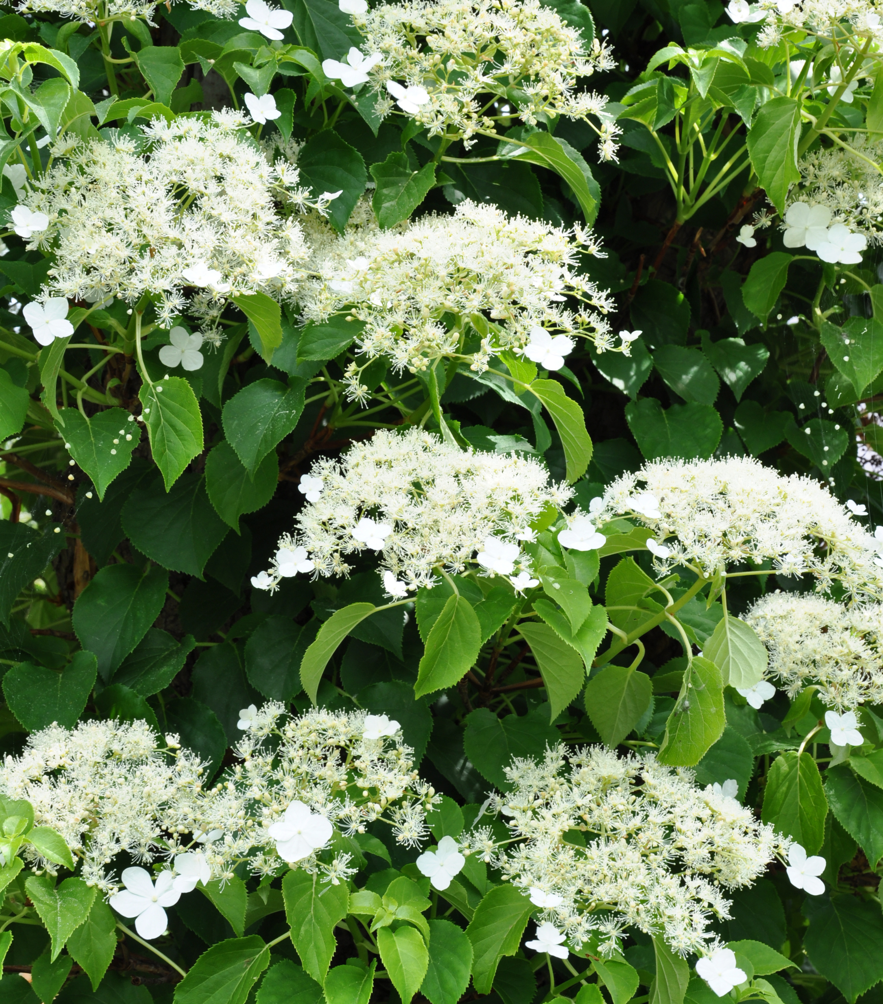 Climbing Hydrangea — Corn Hill Nursery