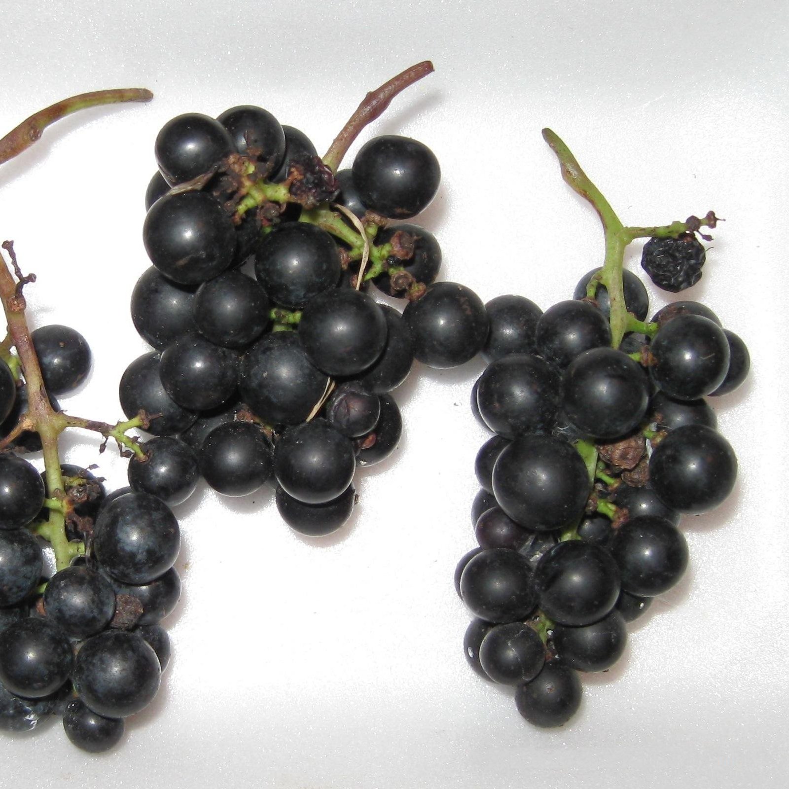 Marquette Grape