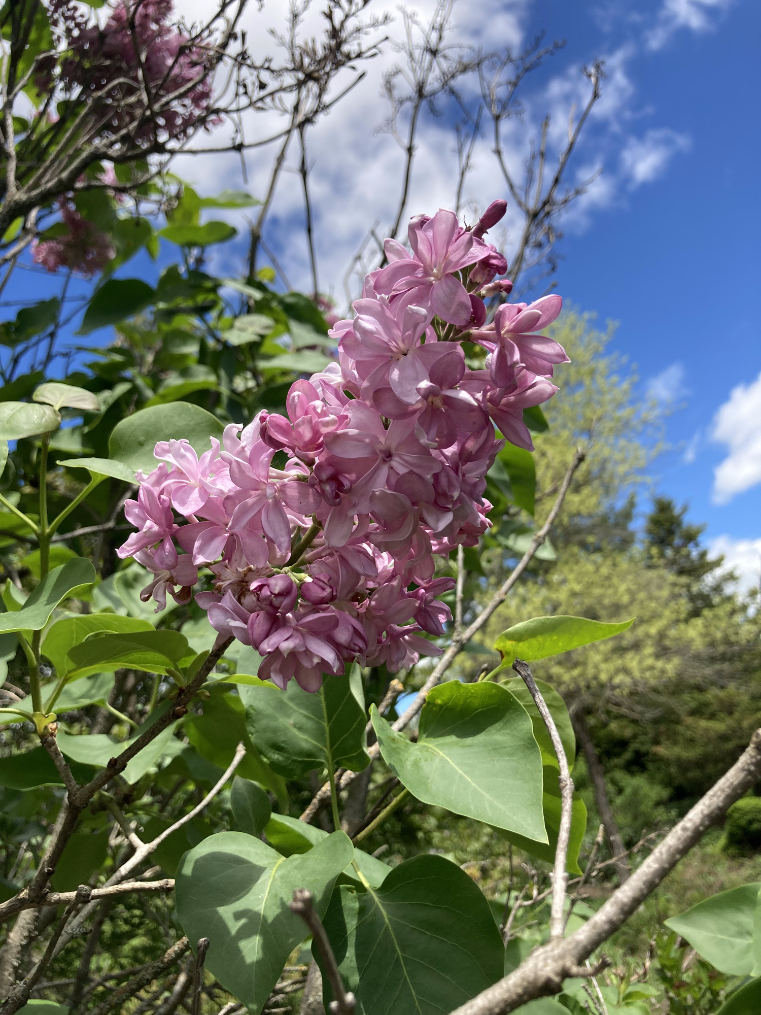 Edward J Gardner Lilac — Corn Hill Nursery