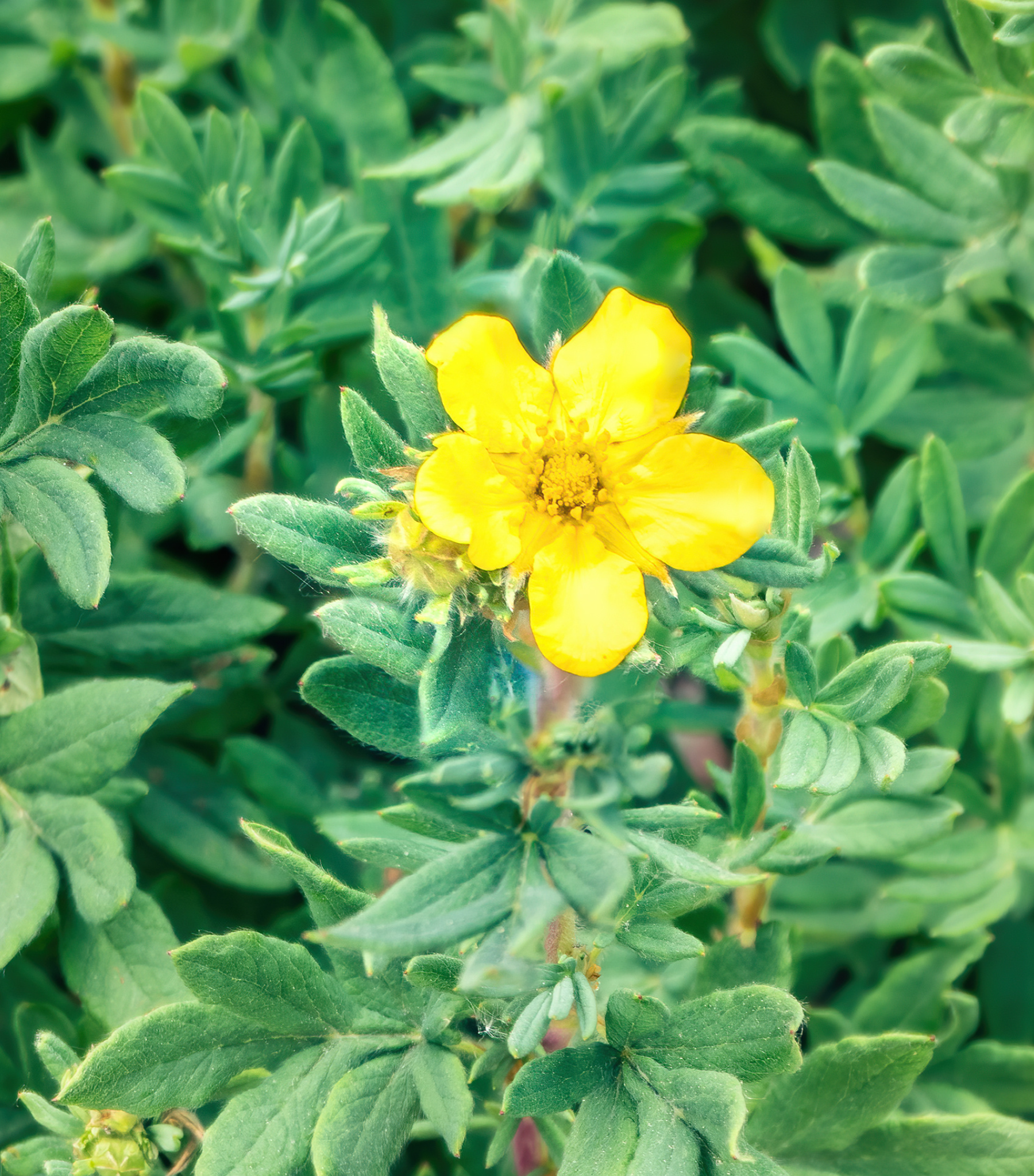 Goldstar Potentilla