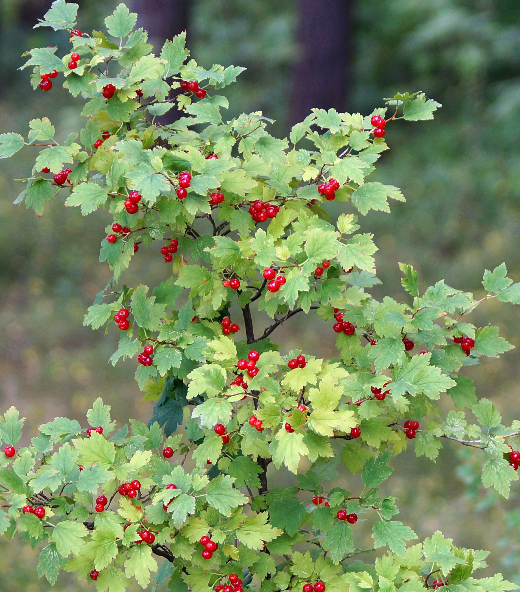 Alpine Currant