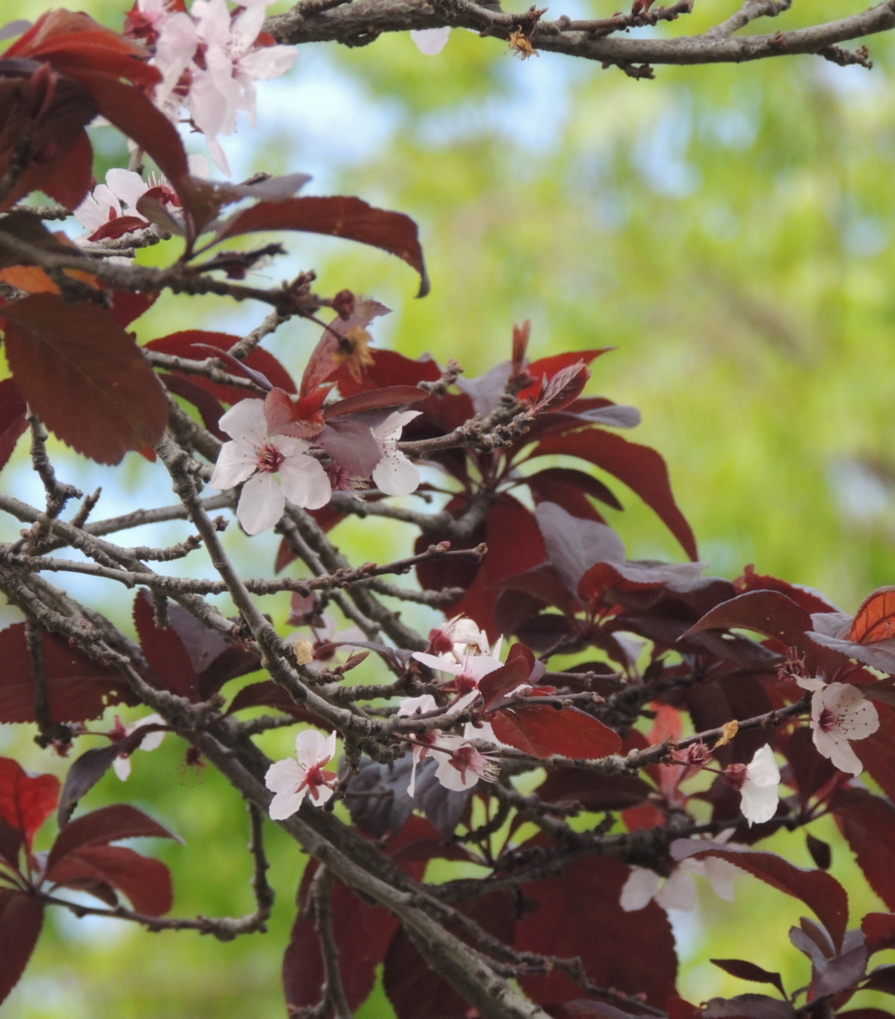 Purple Leaf Sand Cherry