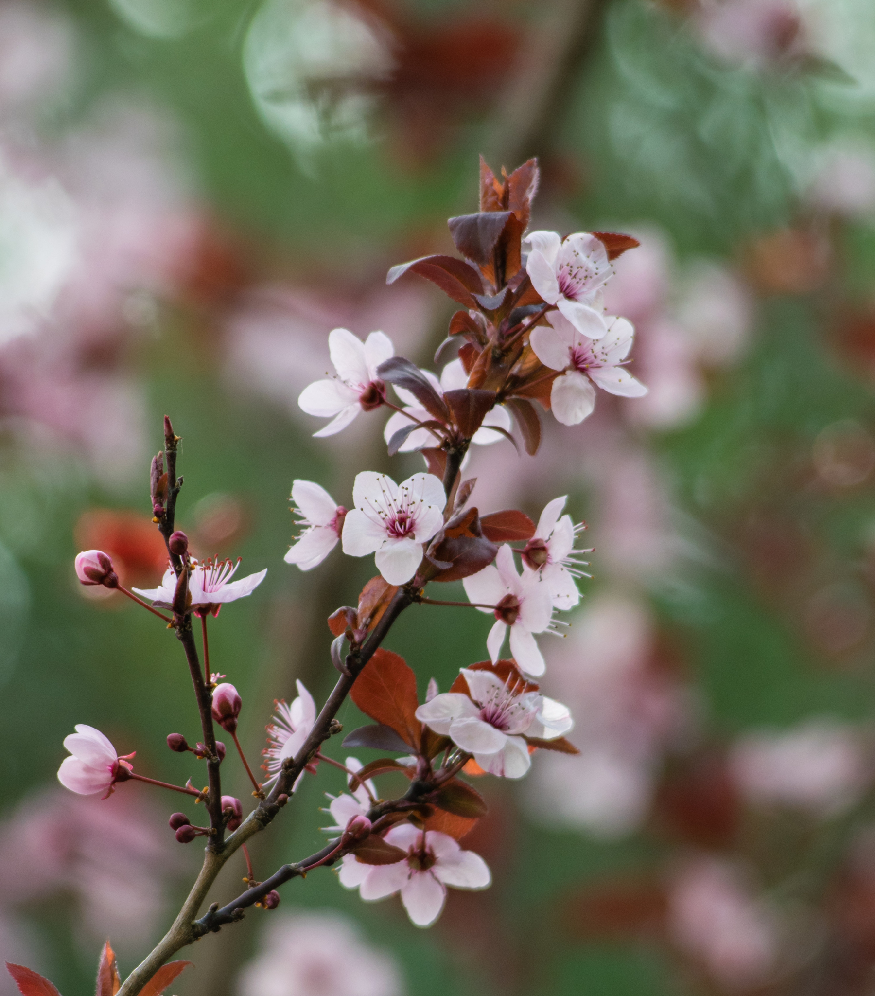 plant (62).png