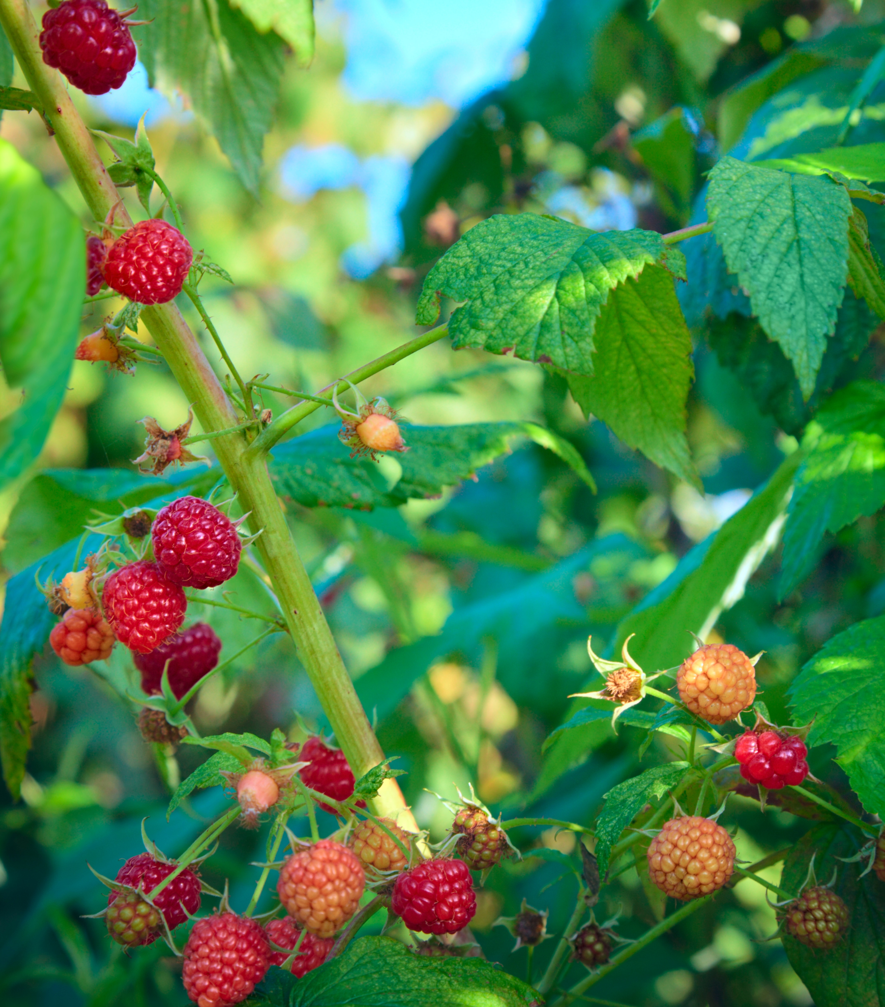 Fruit Raspberry Cane Bare Root Raspberry Canes — Corn Hill Nursery