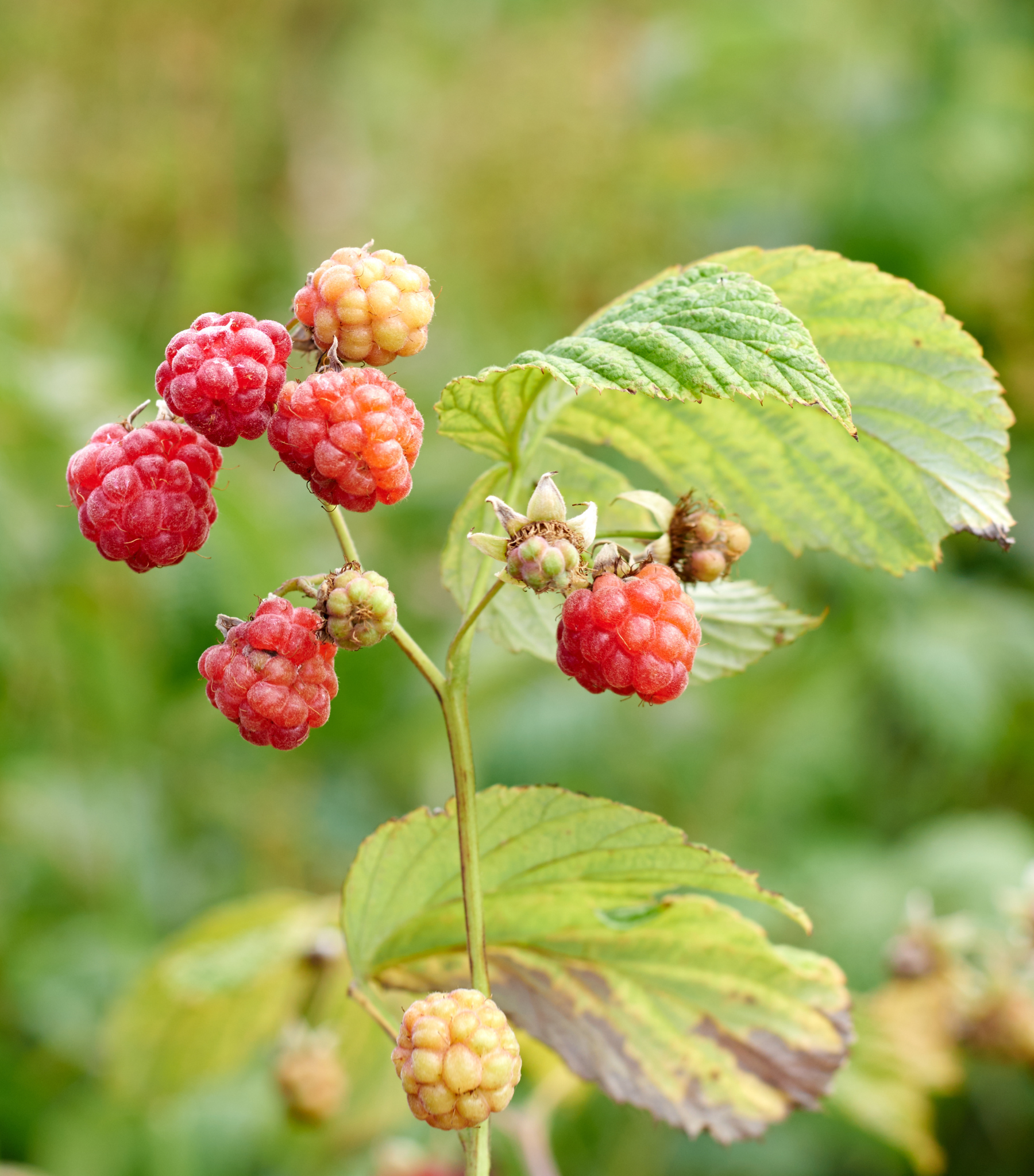 Fruit Raspberry Cane Bare Root Raspberry Canes — Corn Hill Nursery