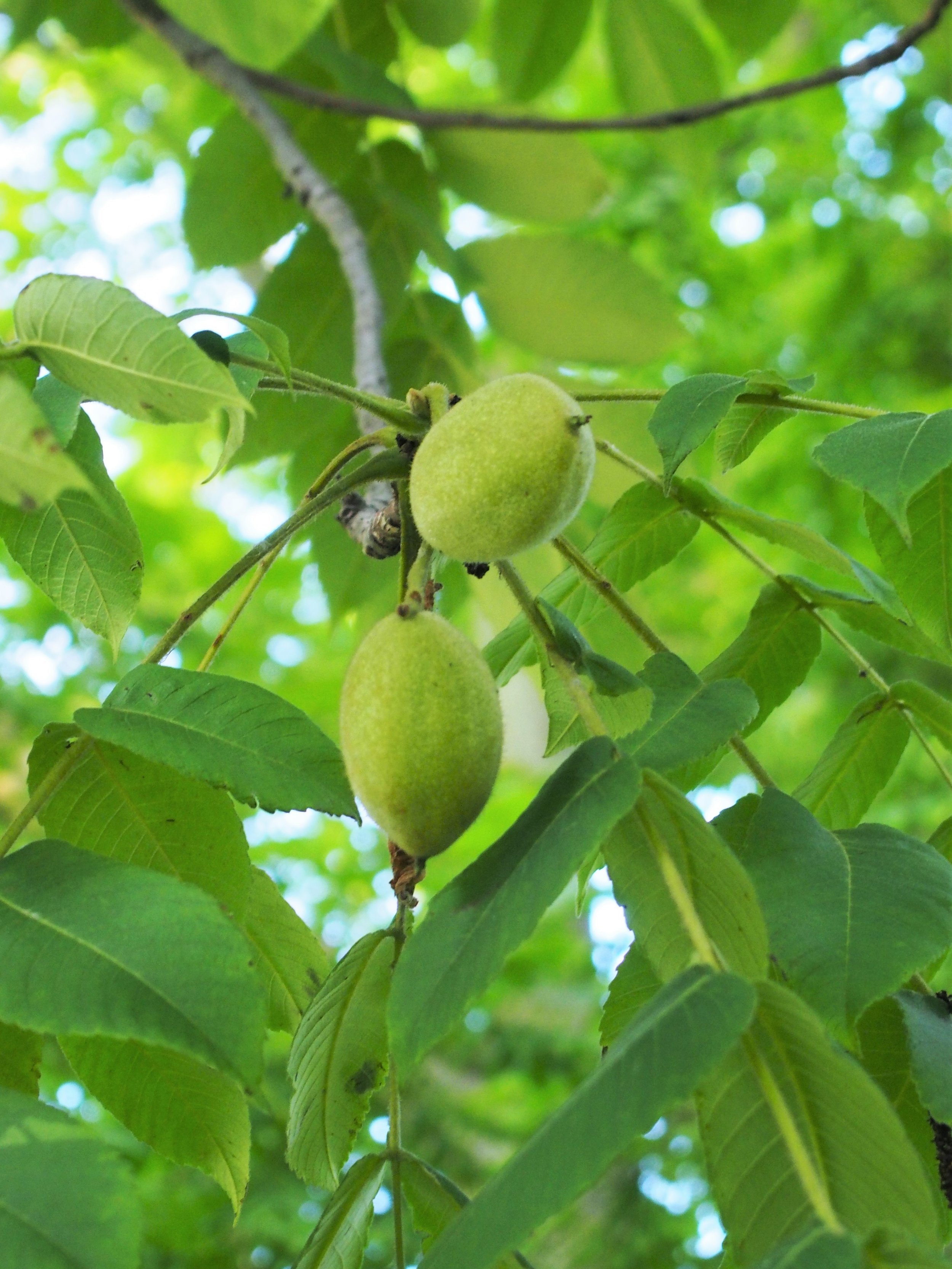 Juglans_cinerea_Orzech_szary_2019-07-18_02.jpeg