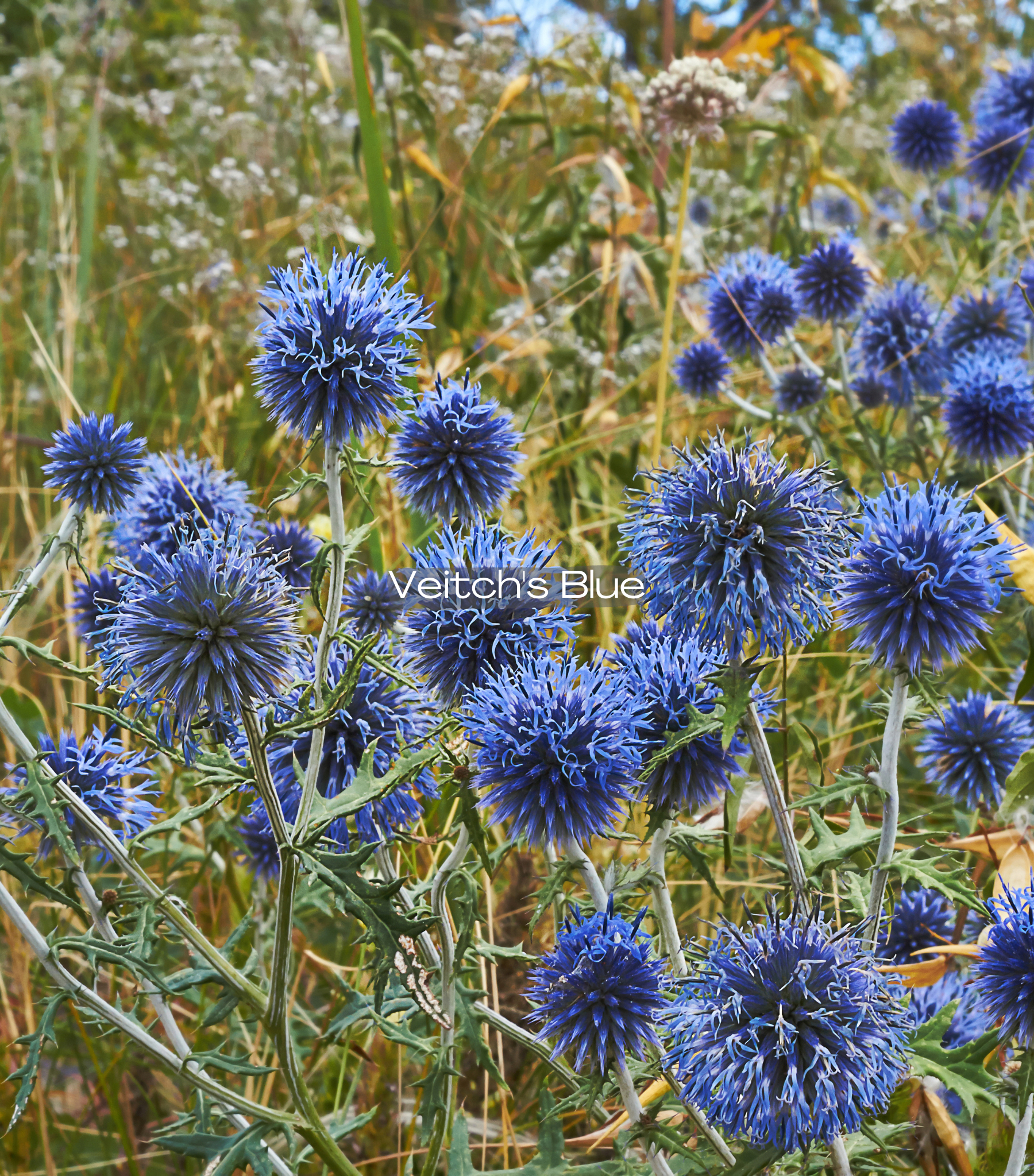 Globe Thistle — Corn Hill Nursery