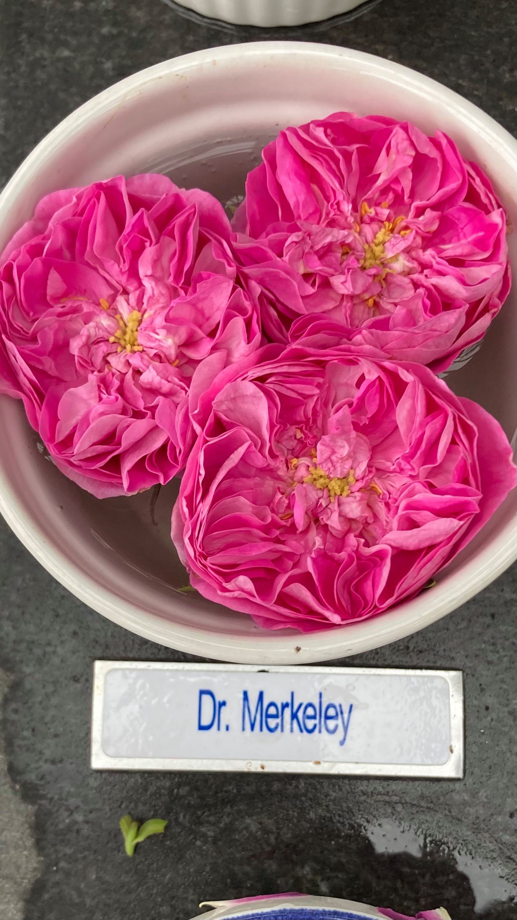 dr merkley.png