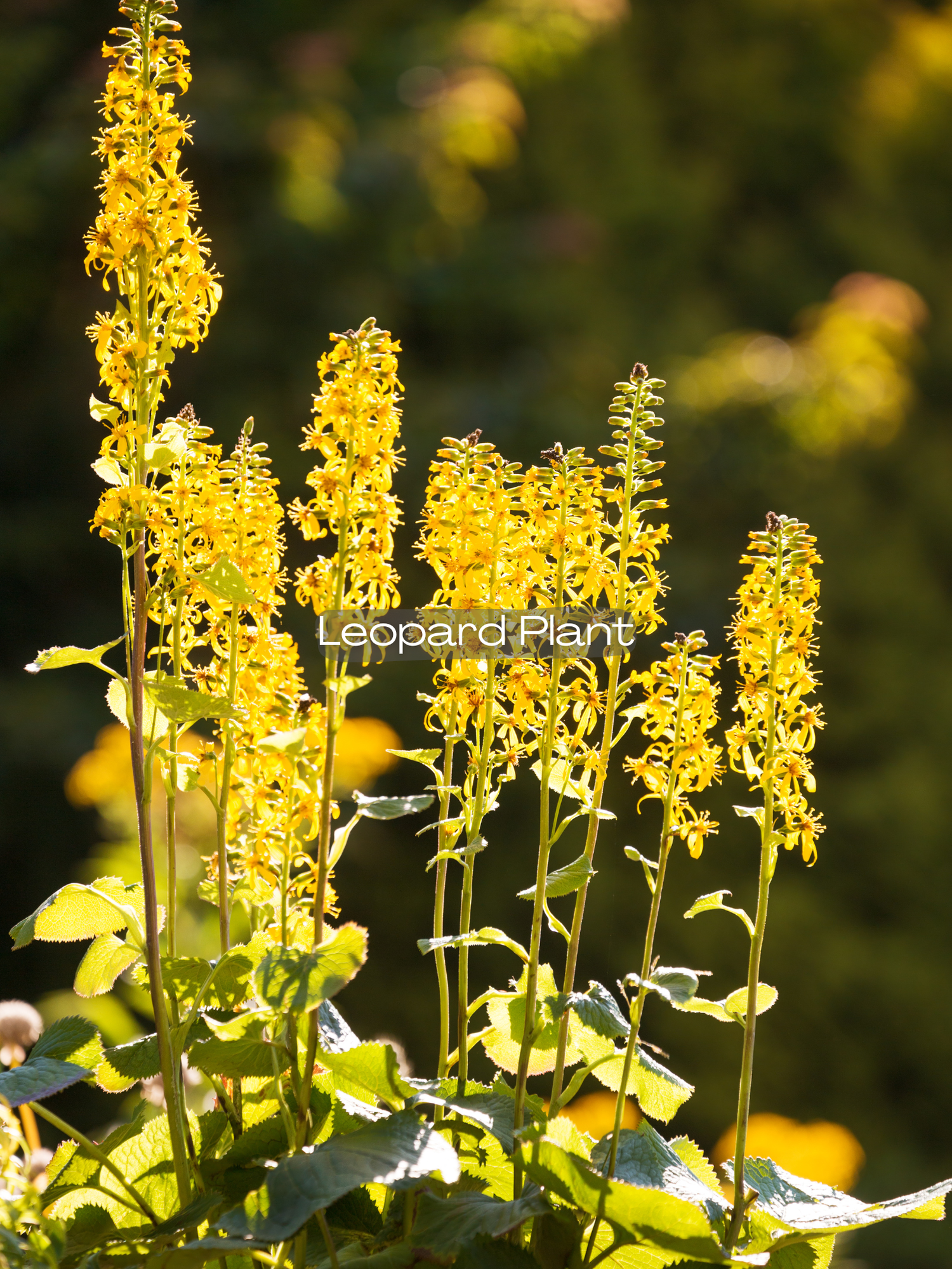 Leopard Plant — Corn Hill Nursery