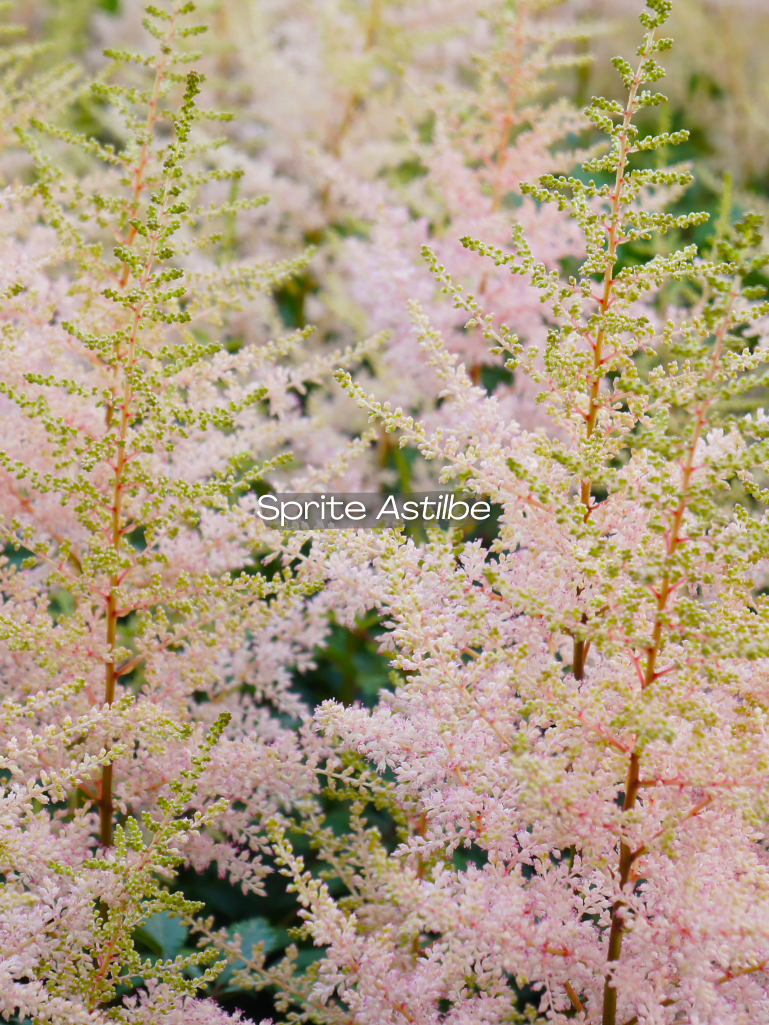 astilbe sprite.png