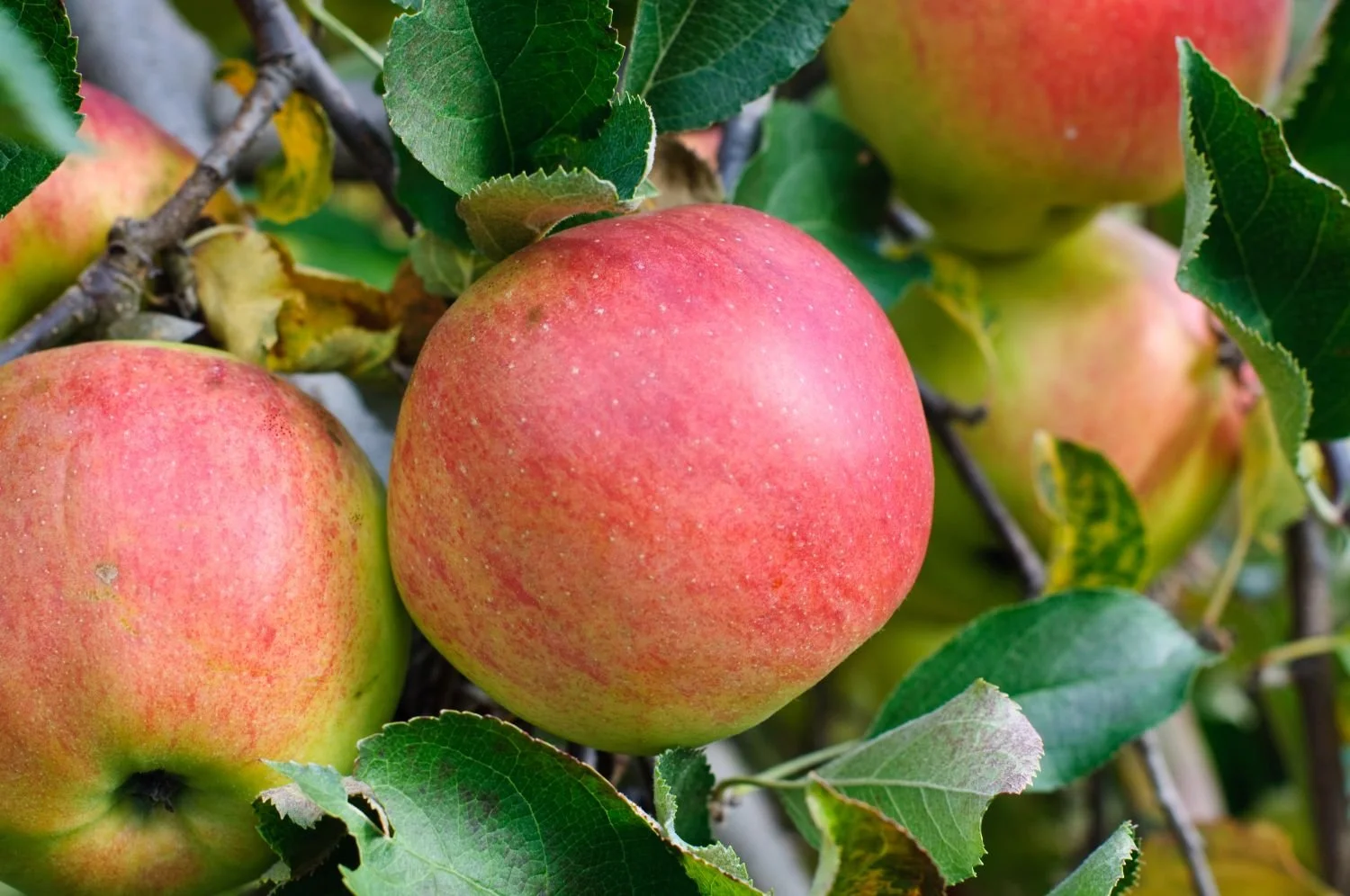 Baldwin Apple