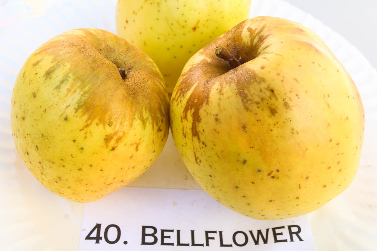 Yellow-Bellflower-apple.jpg