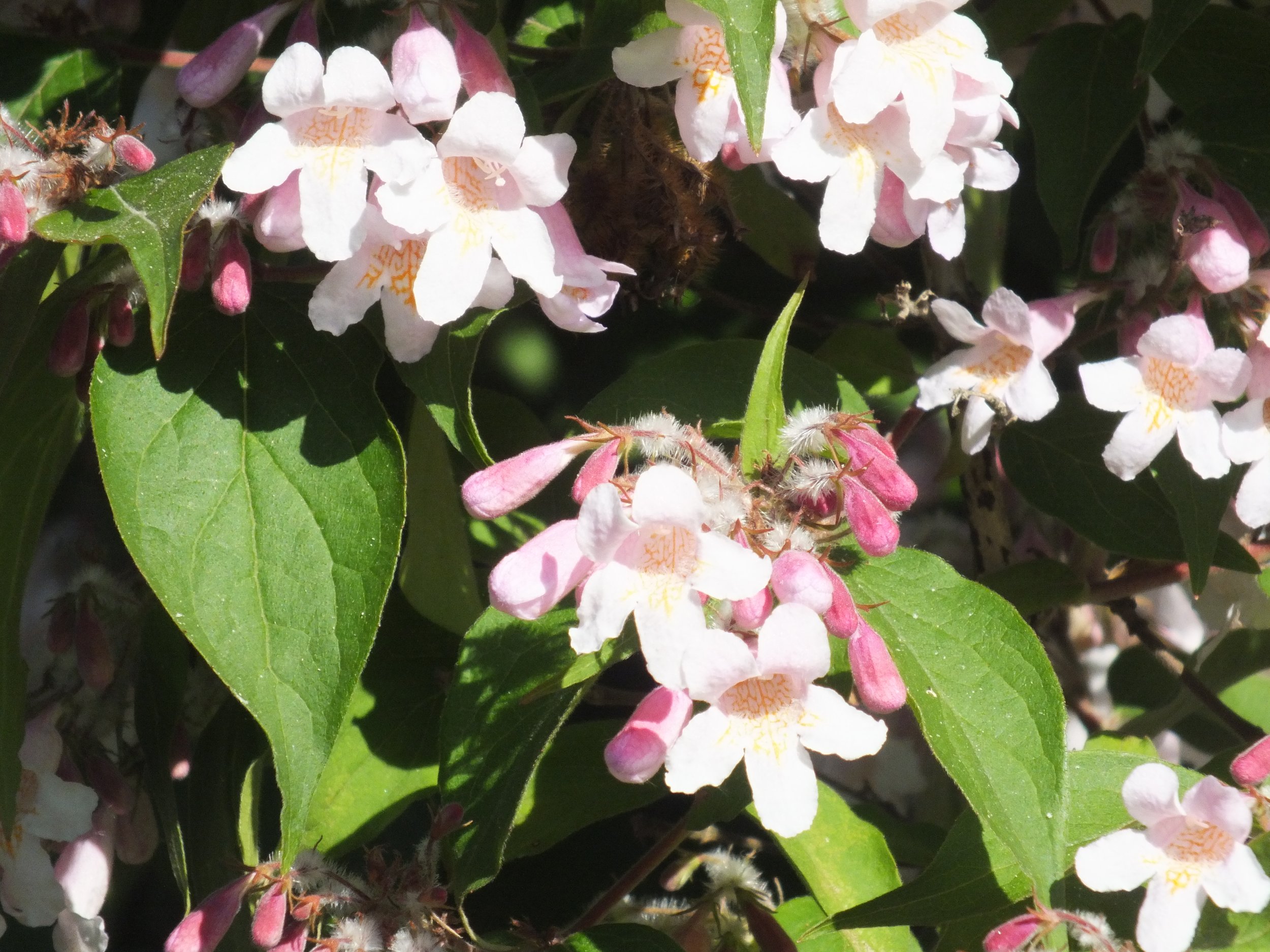 beauty bush.jpg