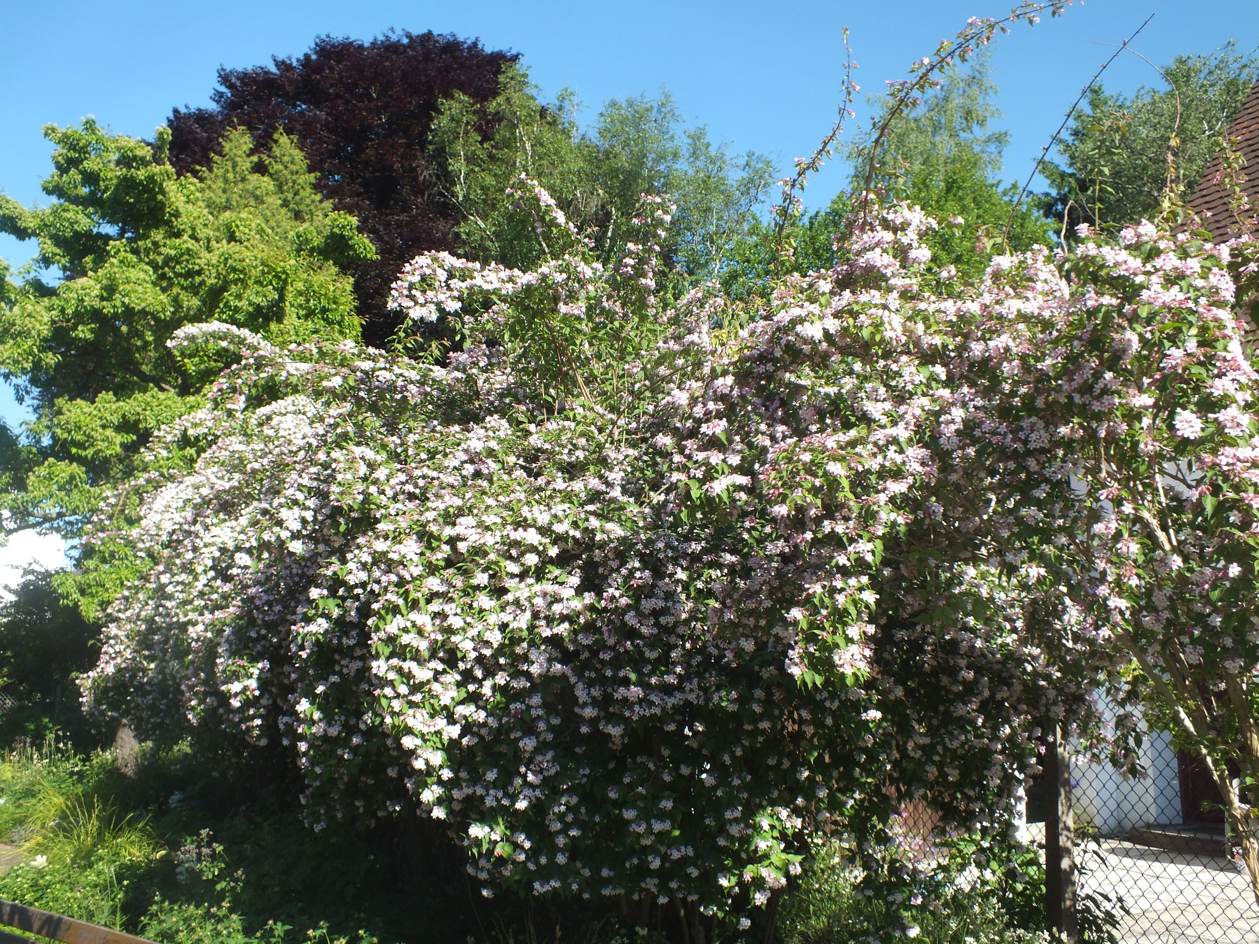 Wzwz_tree_14c_Kolkwitzia_amabilis.jpg