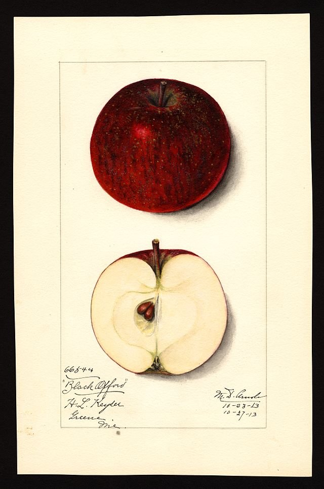 Pomological_Watercolor_POM00001389.jpg