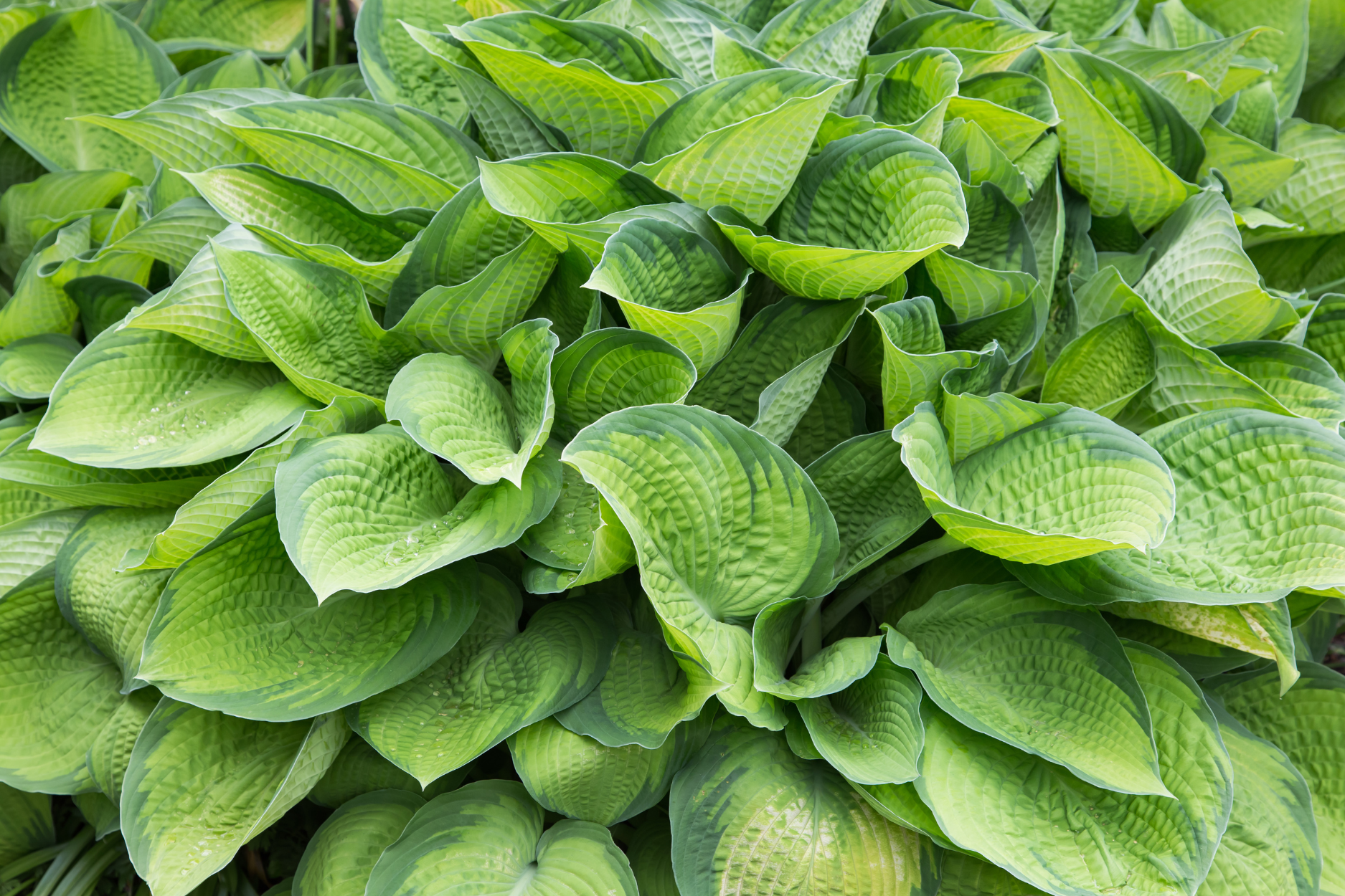 Paradigm Hosta — Corn Hill Nursery