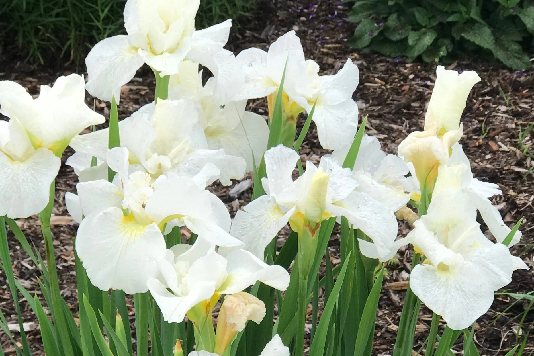 Swans in Flight (Iris sibirica)