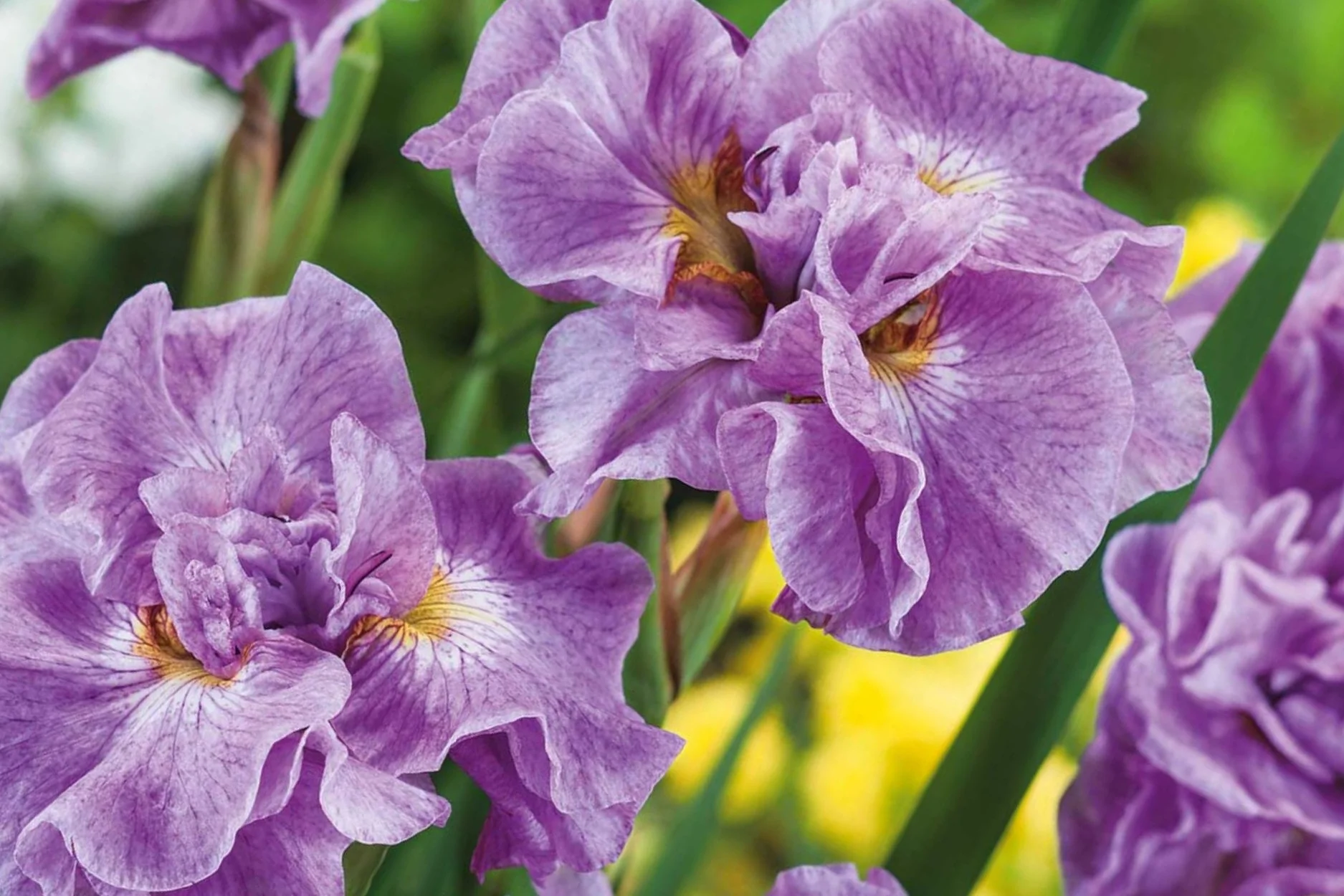 Pink Parfait (Iris sibirica)