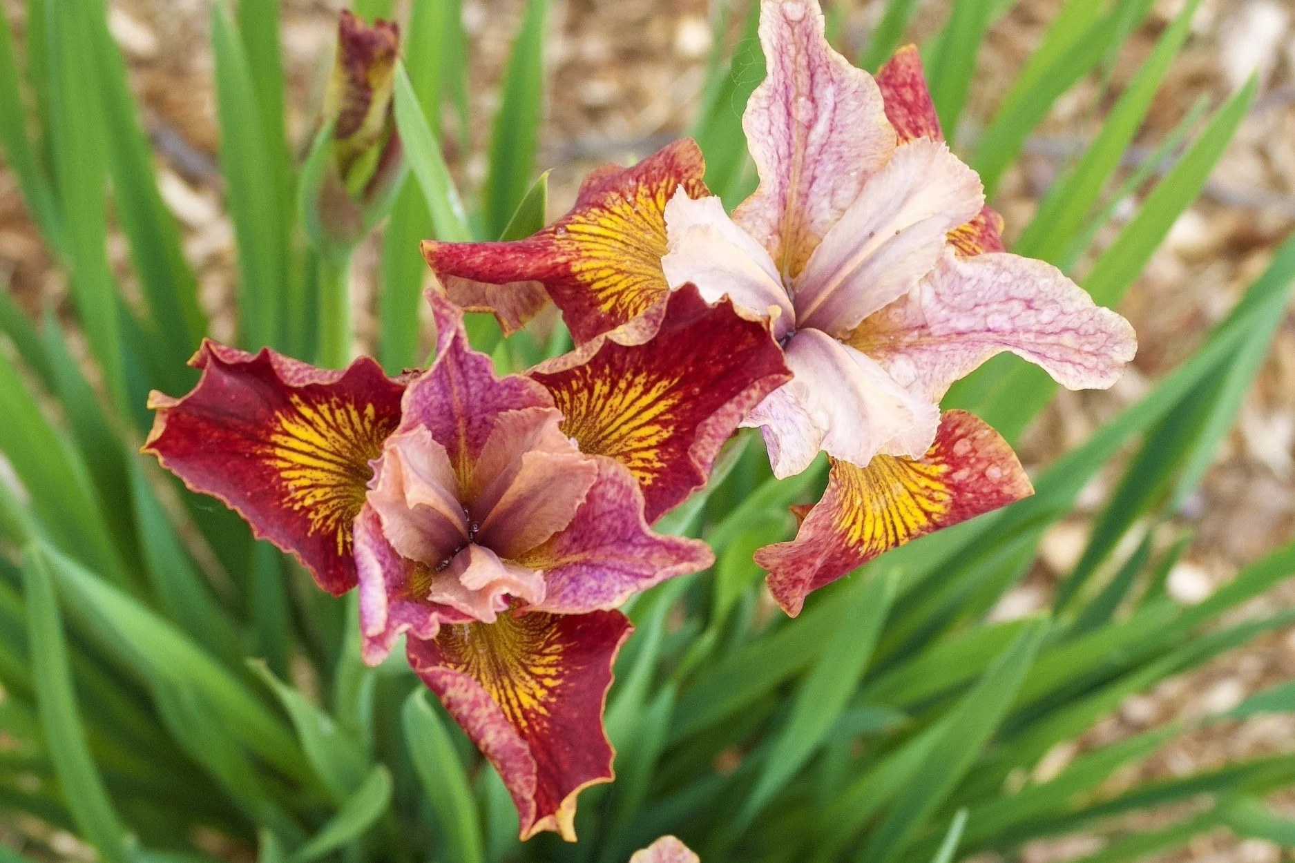 Paprikash (Iris sibirica)