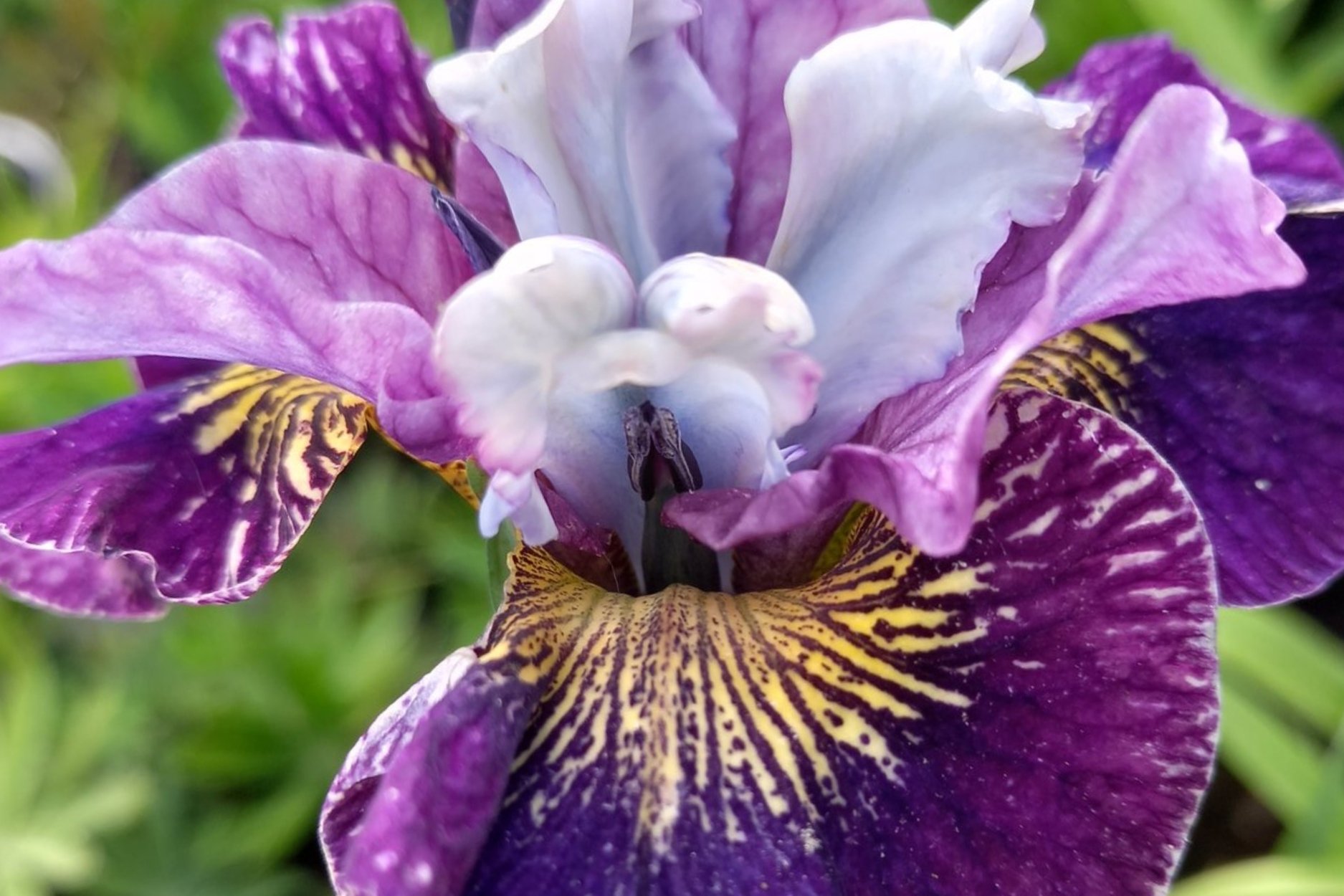 On Mulberry Street (Iris sibirica)