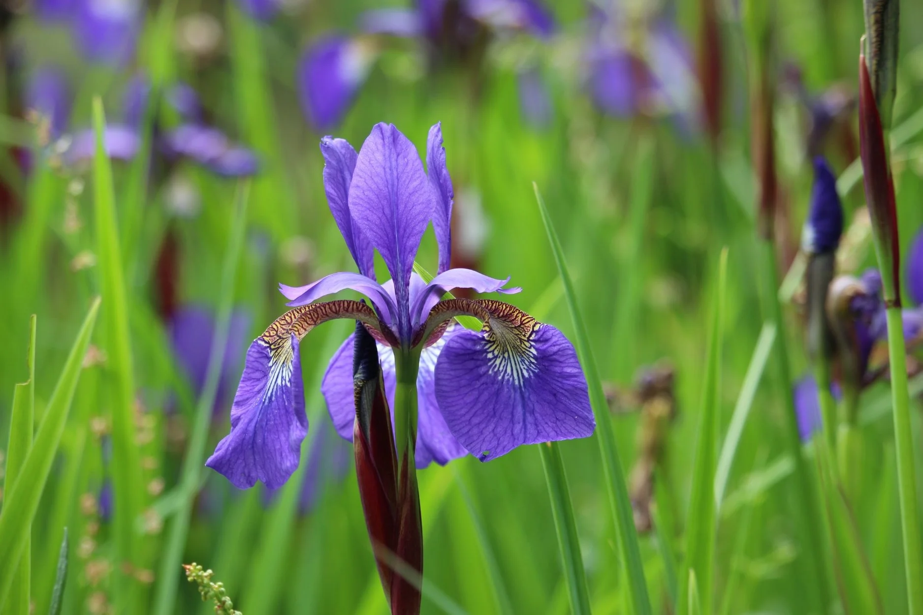 Caesar's Brother (Iris sibirica)