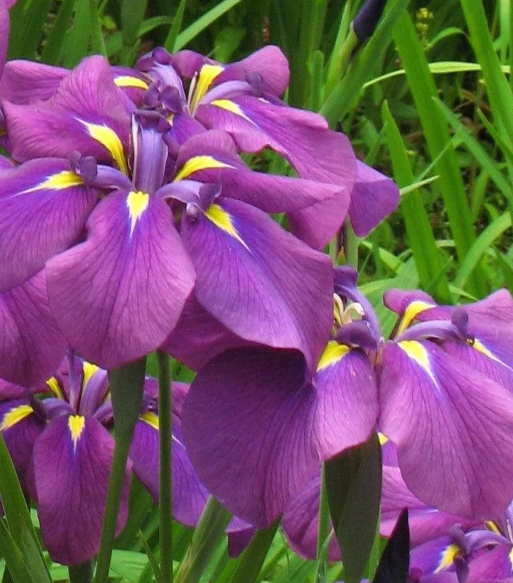 Ruby King (Iris ensata)