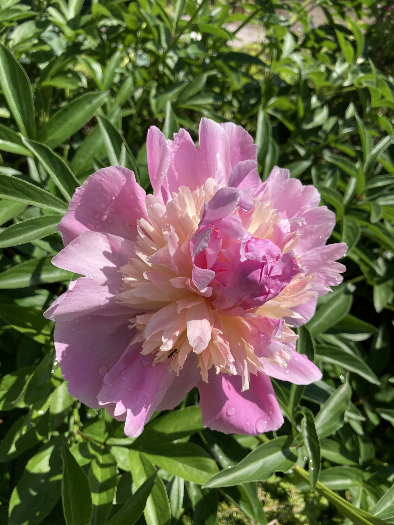 Peony Sorbet — Corn Hill Nursery