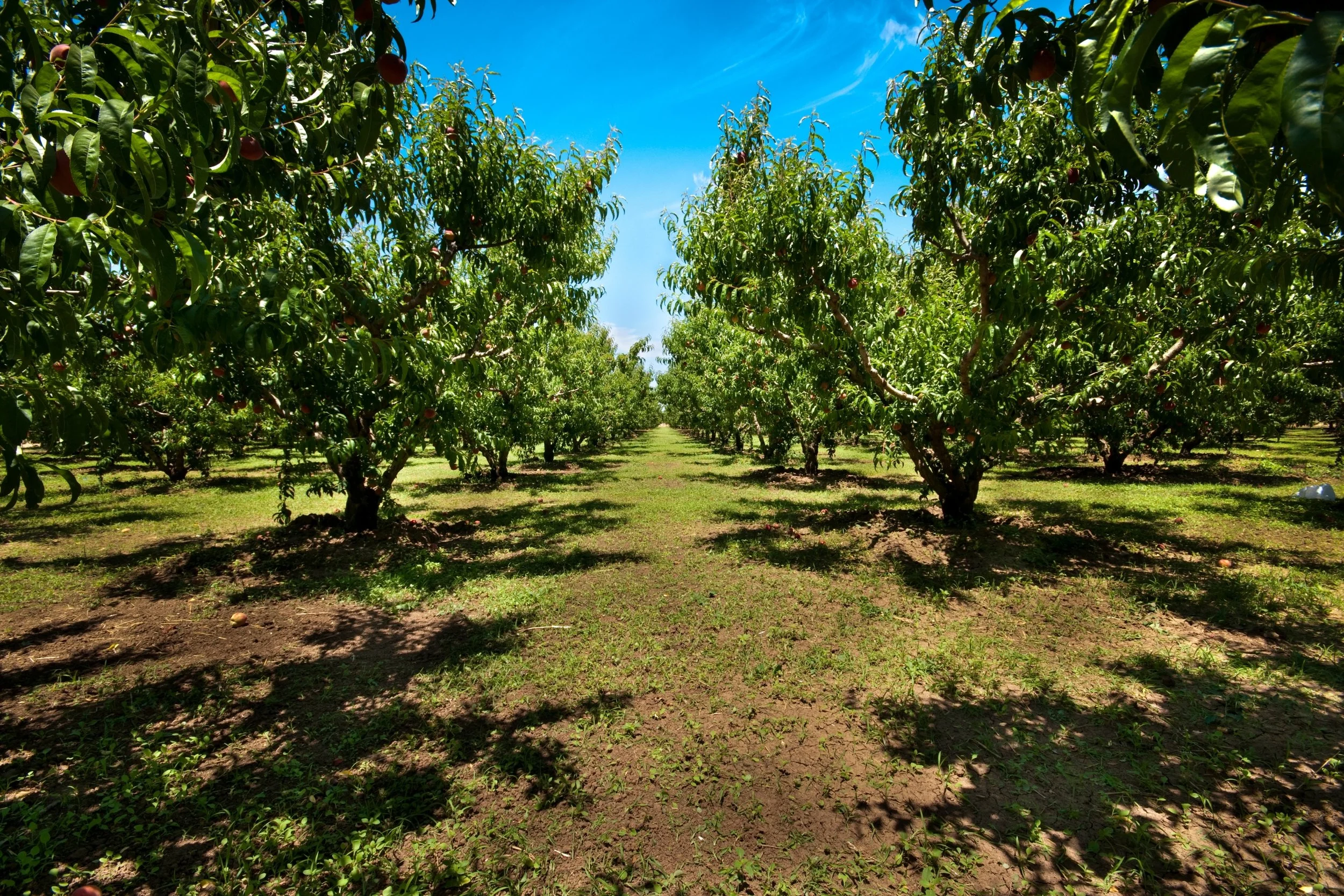 Growing Peach Trees in the Maritimes Semianr