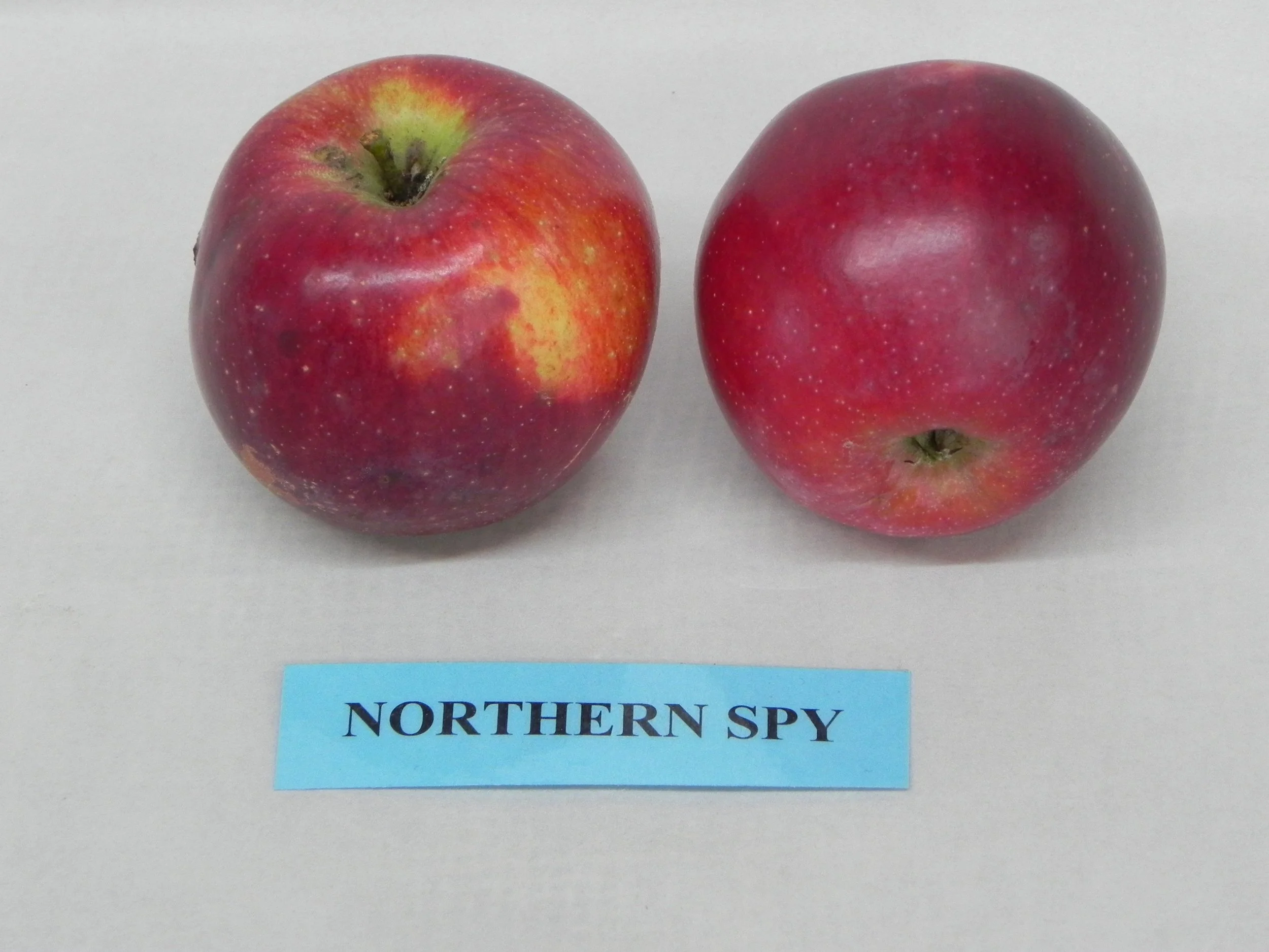 Northern Spy Apple