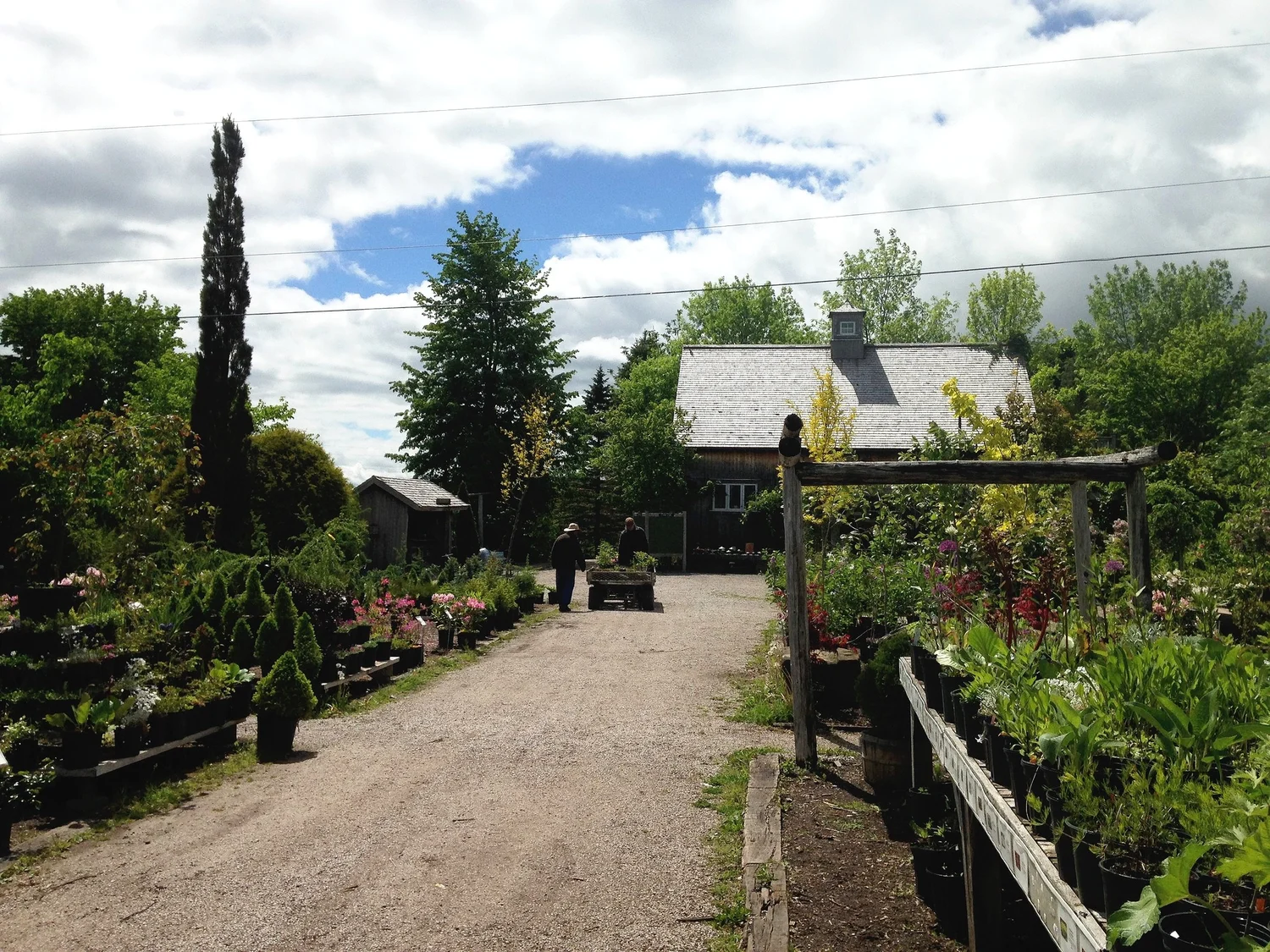 Corn Hill Nursery - Expert Advice and Hardy Plants for Northern Gardens