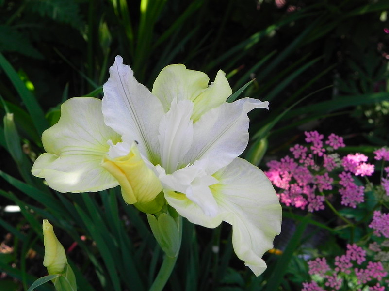 Moon Silk (Iris sibirica)